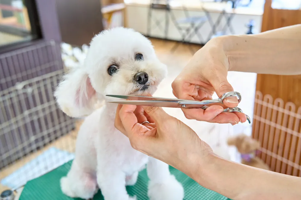 How to Take Pet Grooming Bookings Online