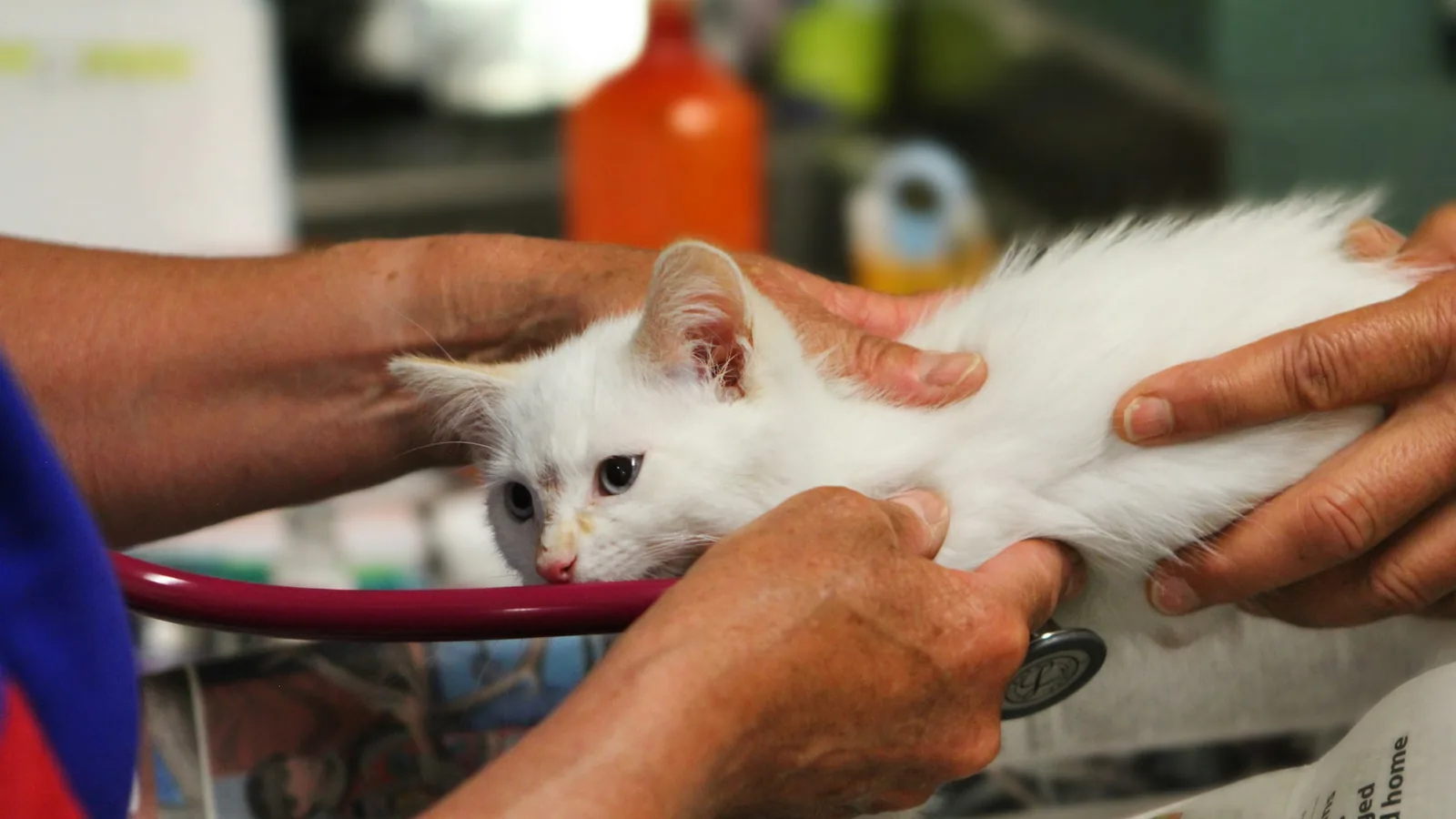 A Veterinary Clinic Website That Takes Bookings