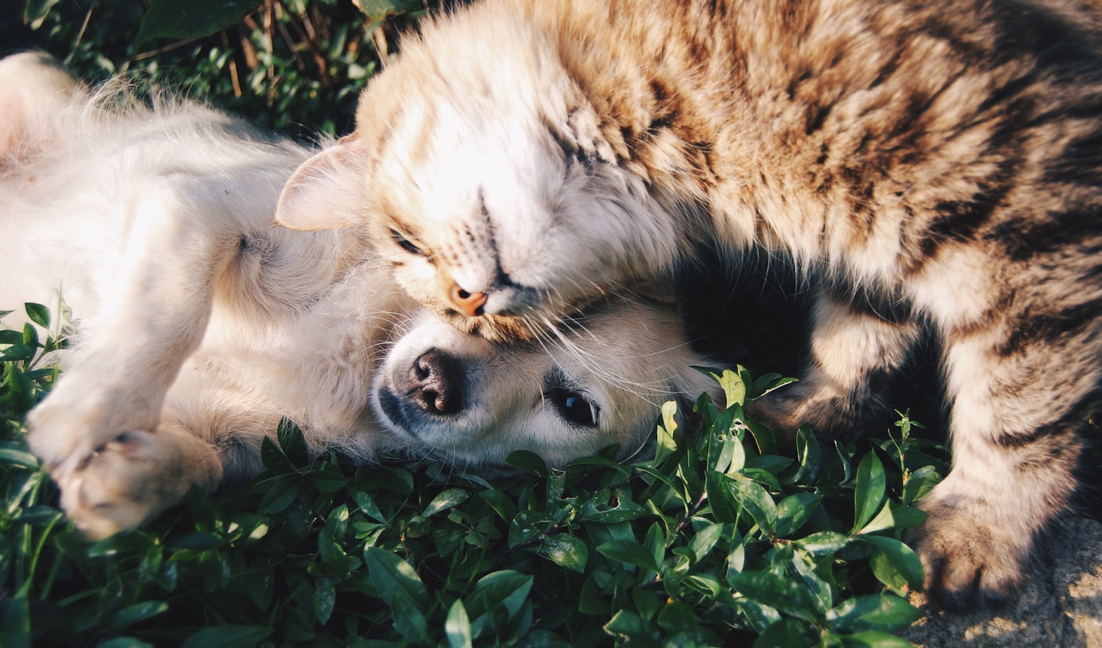 A cat and a dog resting together