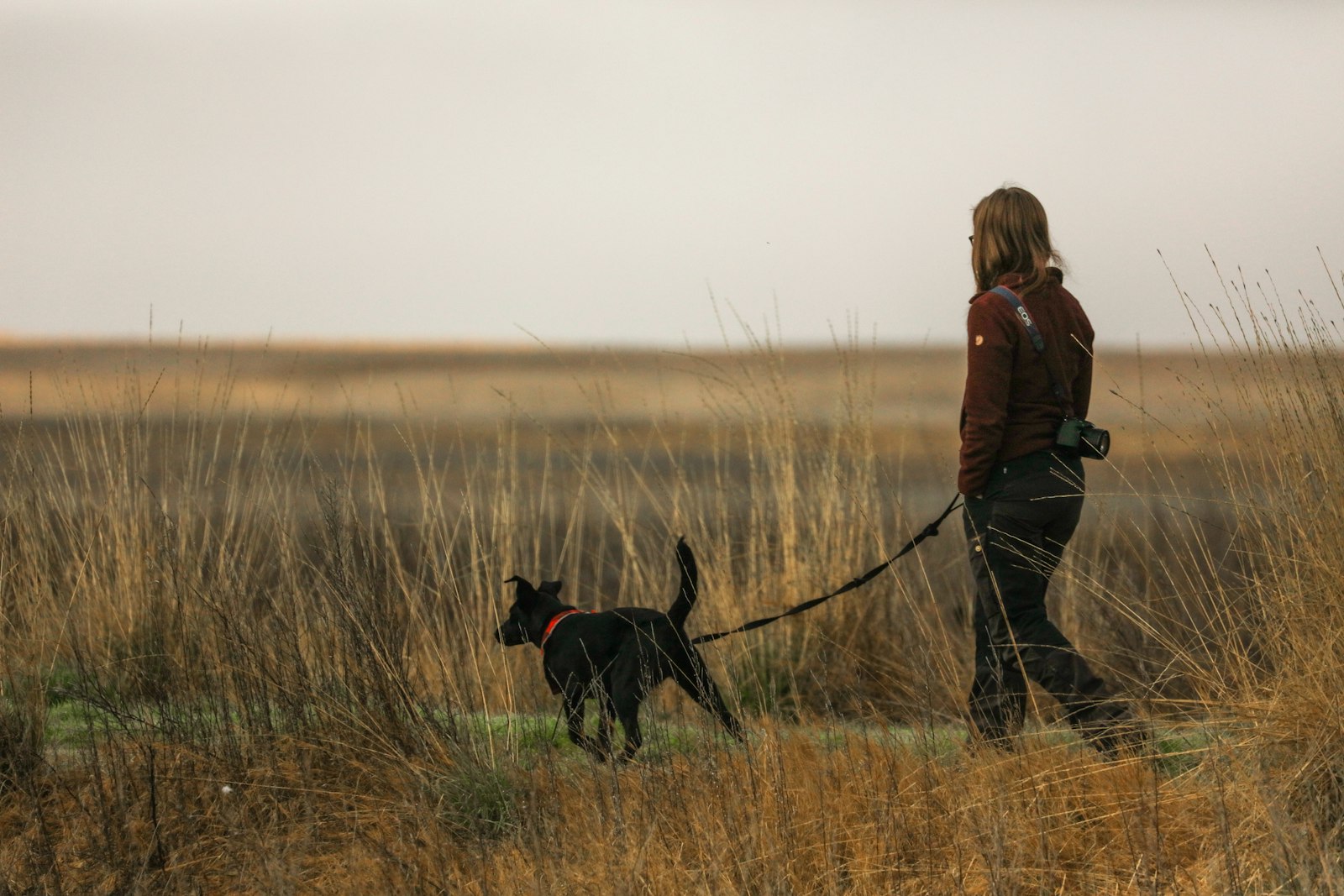 A volunteer walking a black labrador across open grassland