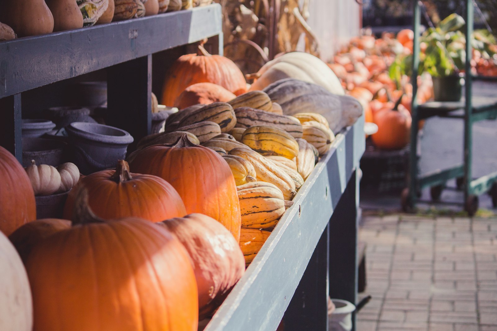 Pumpkins and squashes on the shelves of a farm stand