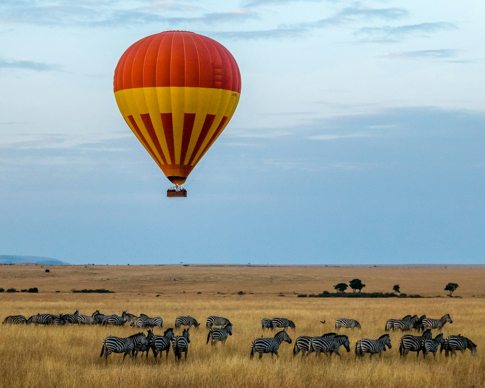 A hot-air balloon over zebras on golden plains