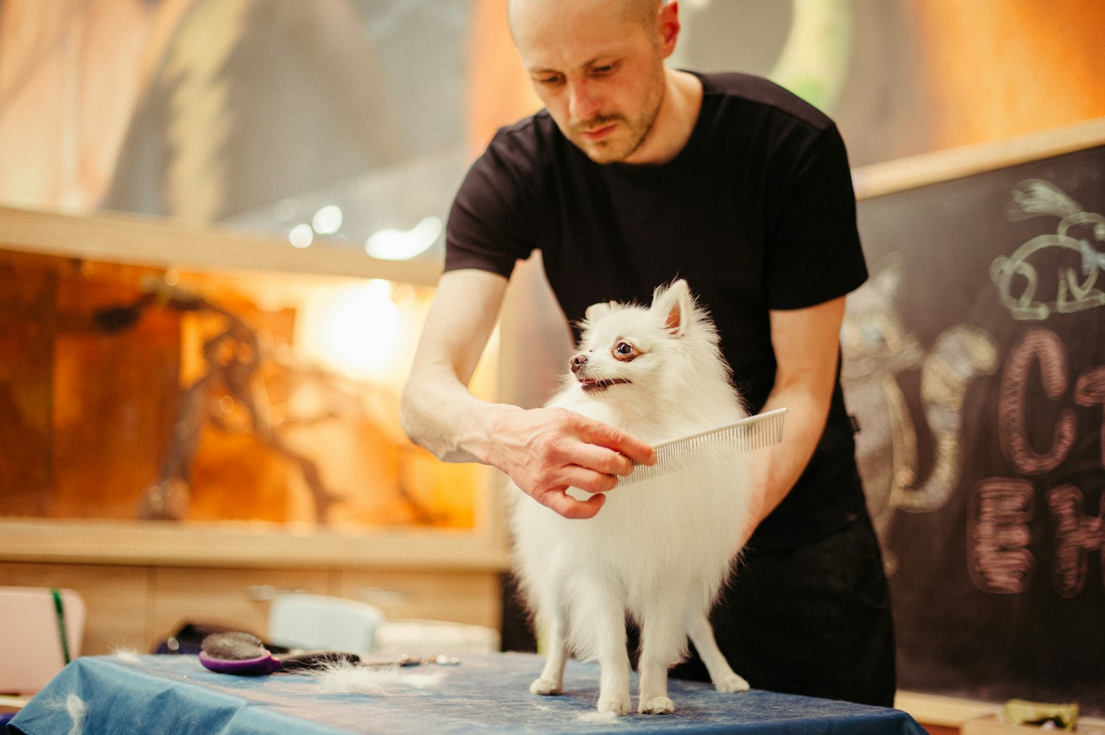 A groomer brushing a white dog on the table