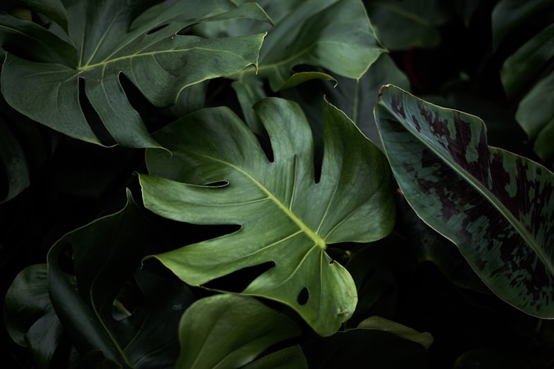 Monstera in Clay Pot