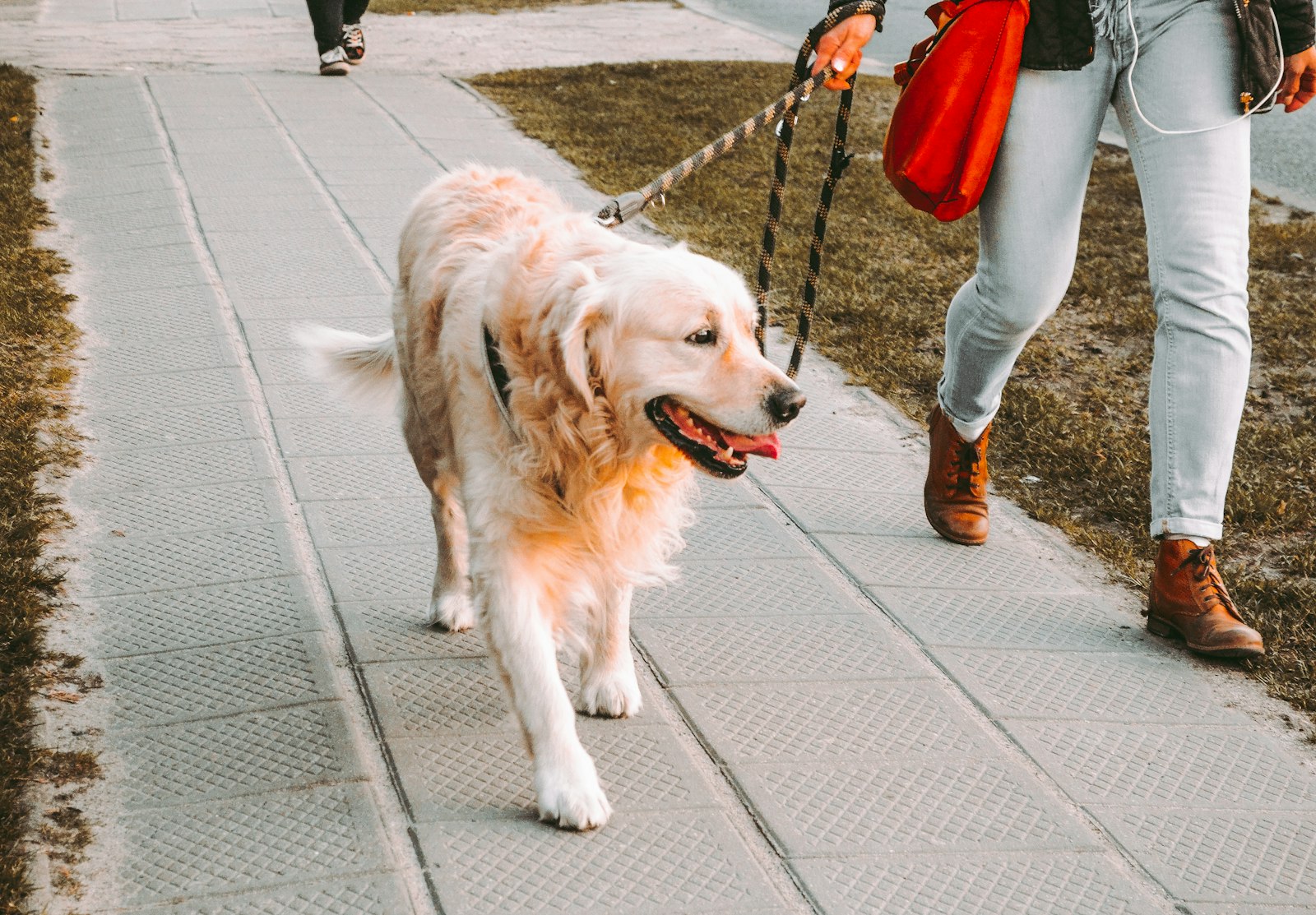 A golden retriever walking beside its walker on the pavement