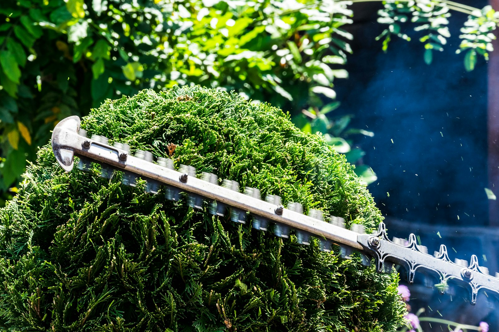 A hedge trimmer cutting a clipped evergreen bush