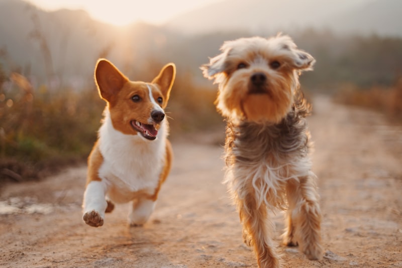 Veterinarian caring for a happy pet