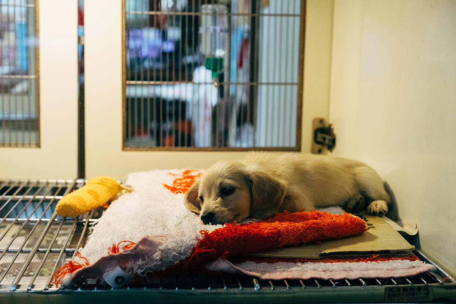 A fawn puppy resting on blankets in a kennel run
