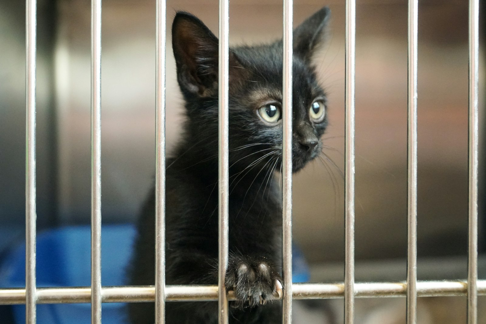 An alert black kitten with a paw on its pen