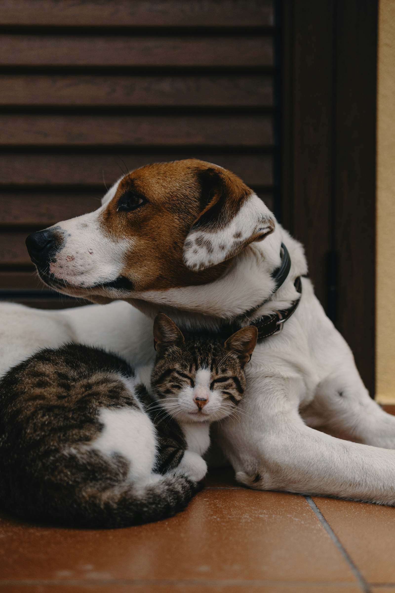 A dog resting with a tabby cat on a tiled floor