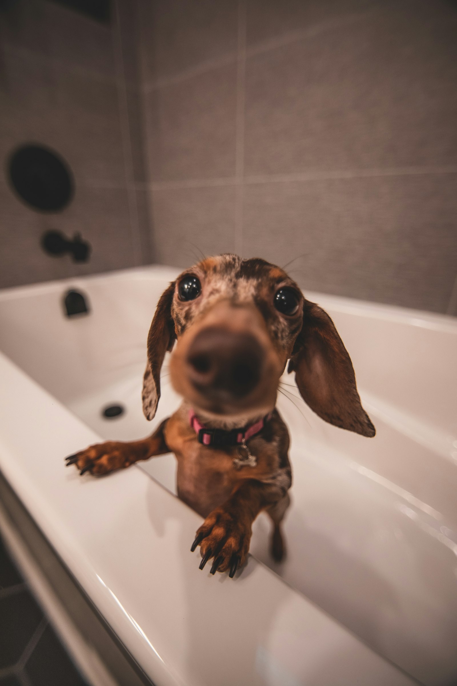 A dachshund in a white bathtub
