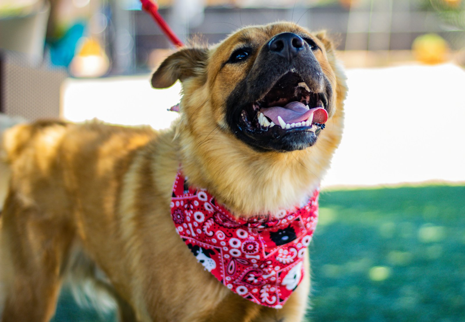A cheerful ginger dog in a red bandana on a lead