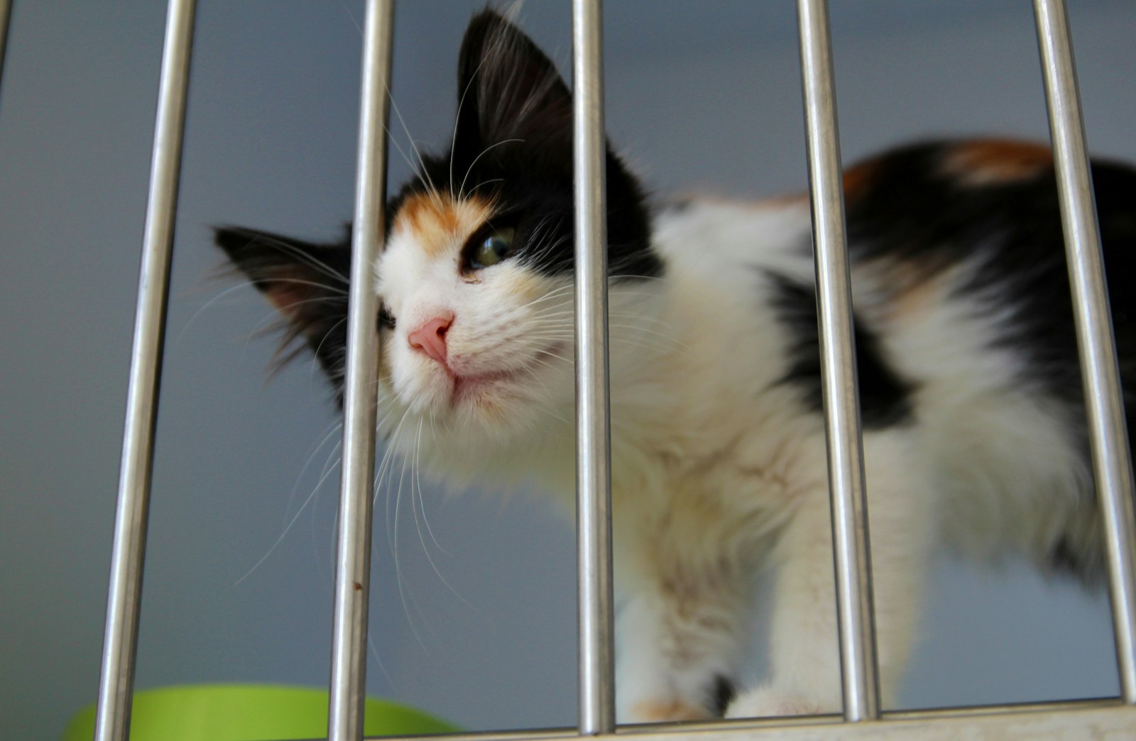 A calico cat peering out between the bars of its pen