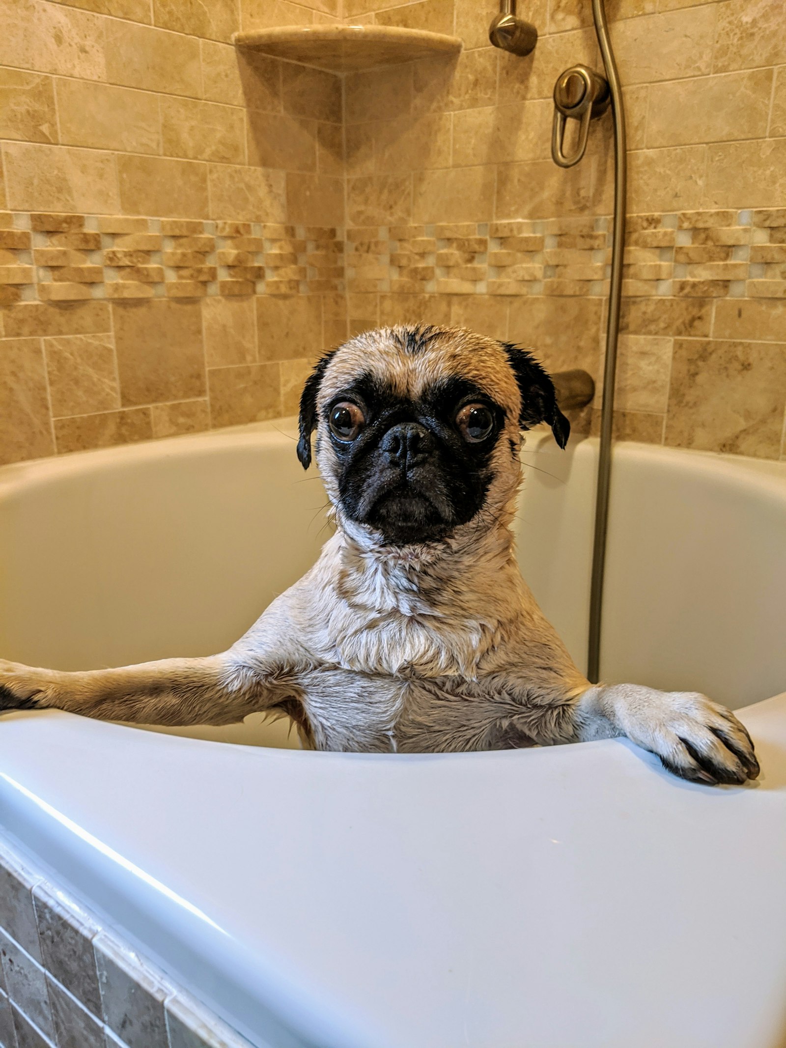 A pug in a bathtub