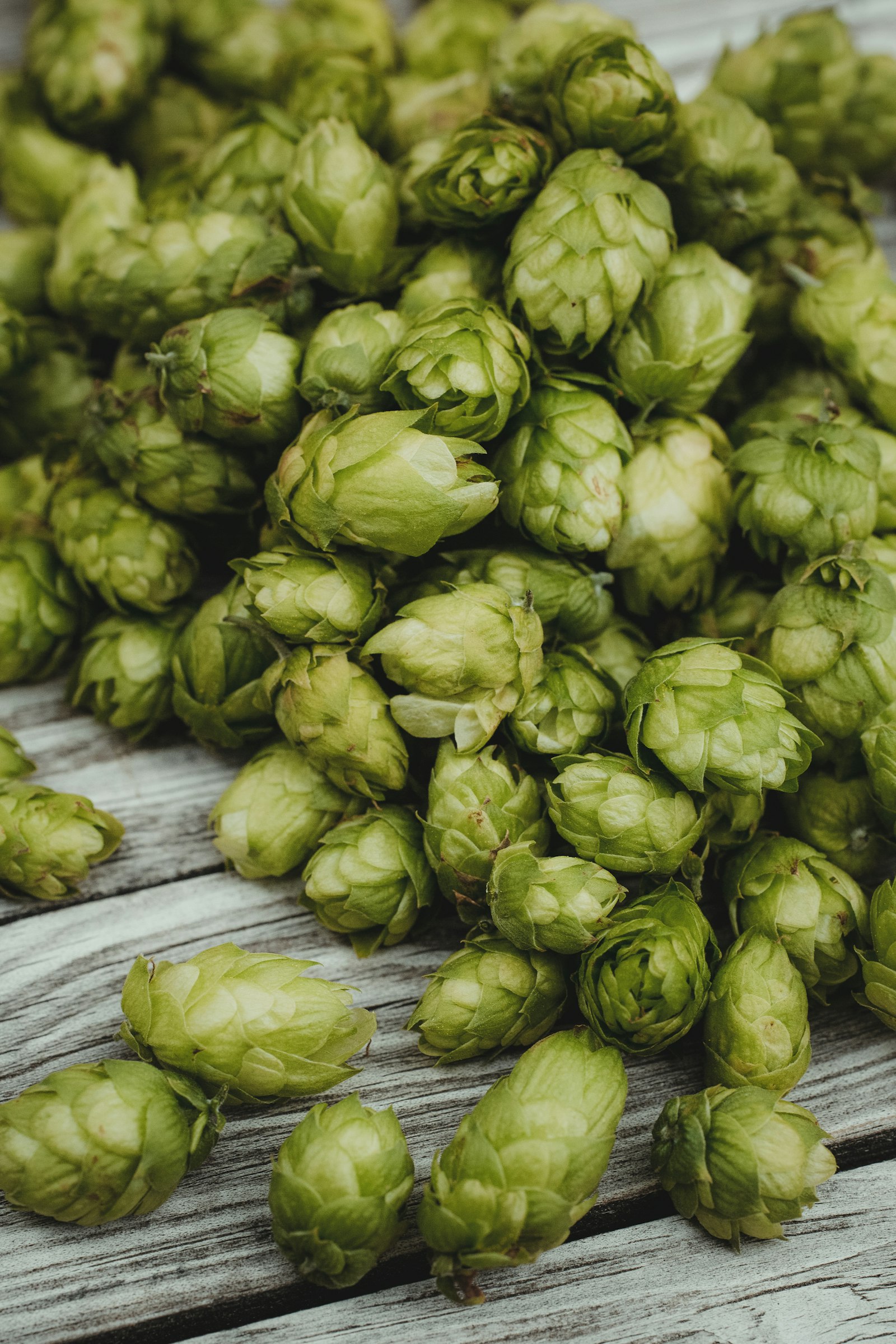 Fresh green hop cones