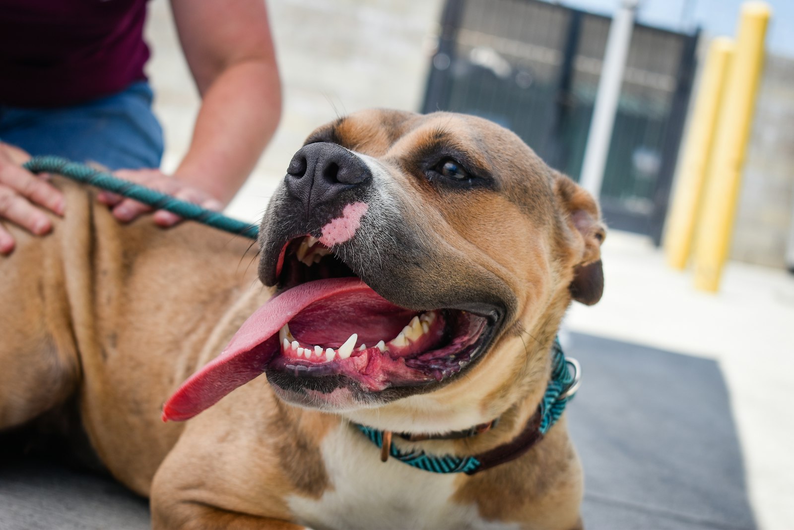 A volunteer stroking a tan staffie on a lead outside the kennels
