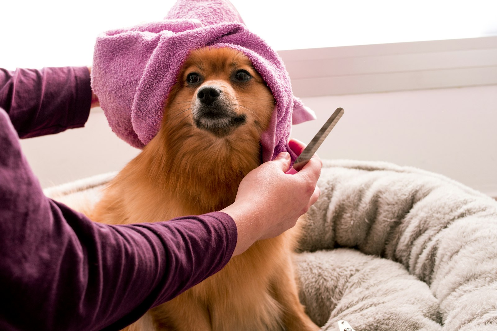 A pomeranian wrapped in a pink towel after the bath