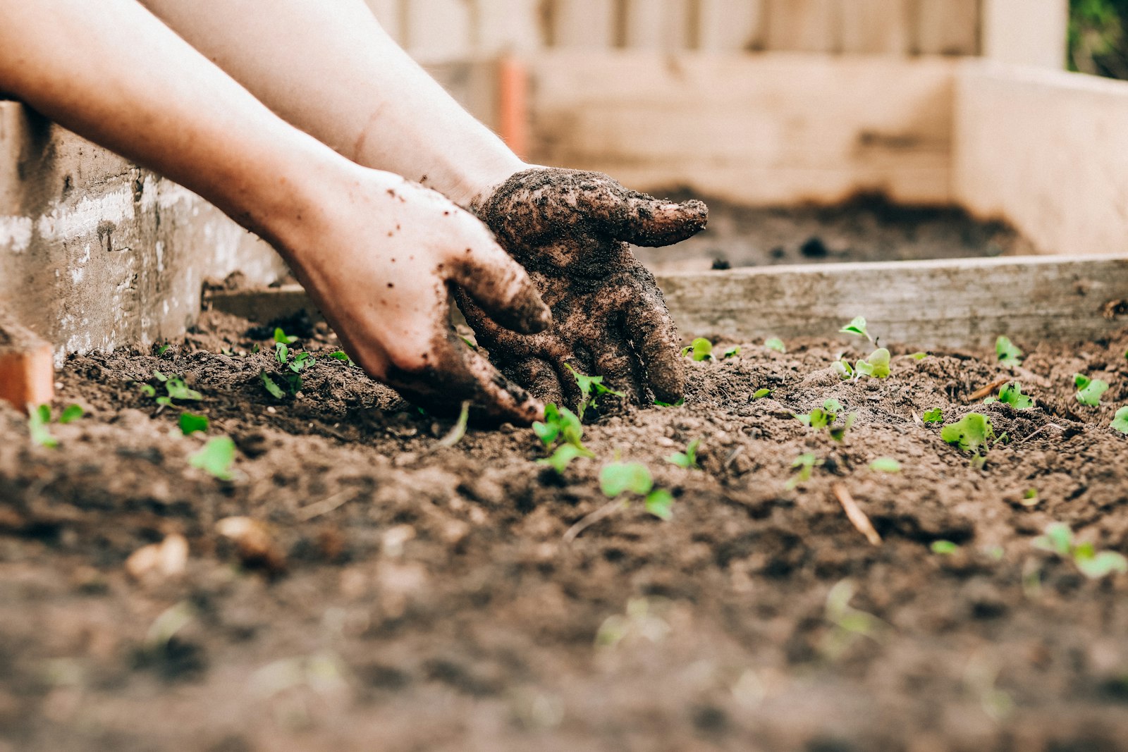 Soil-covered hands working a raised bed among seedlings