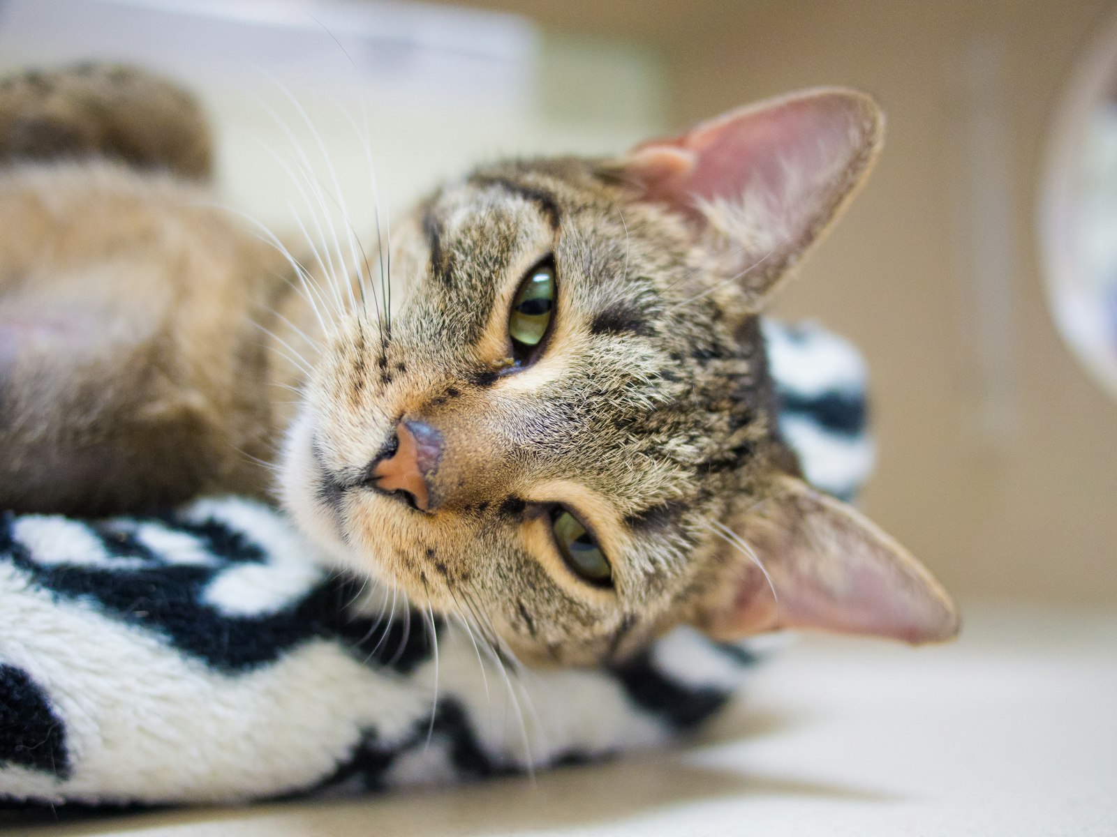 A tabby cat lying relaxed on a blanket