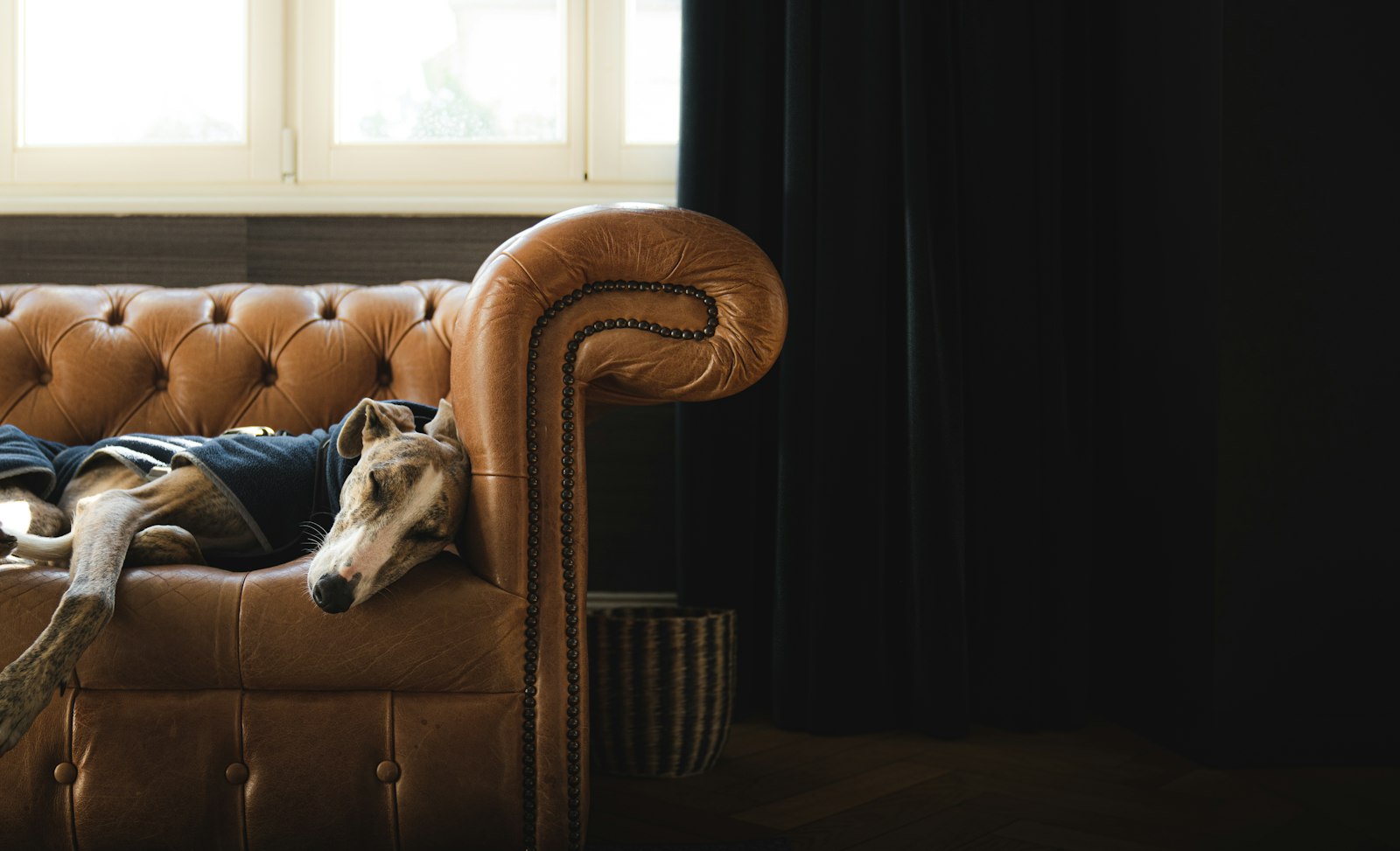 A greyhound asleep on a leather sofa
