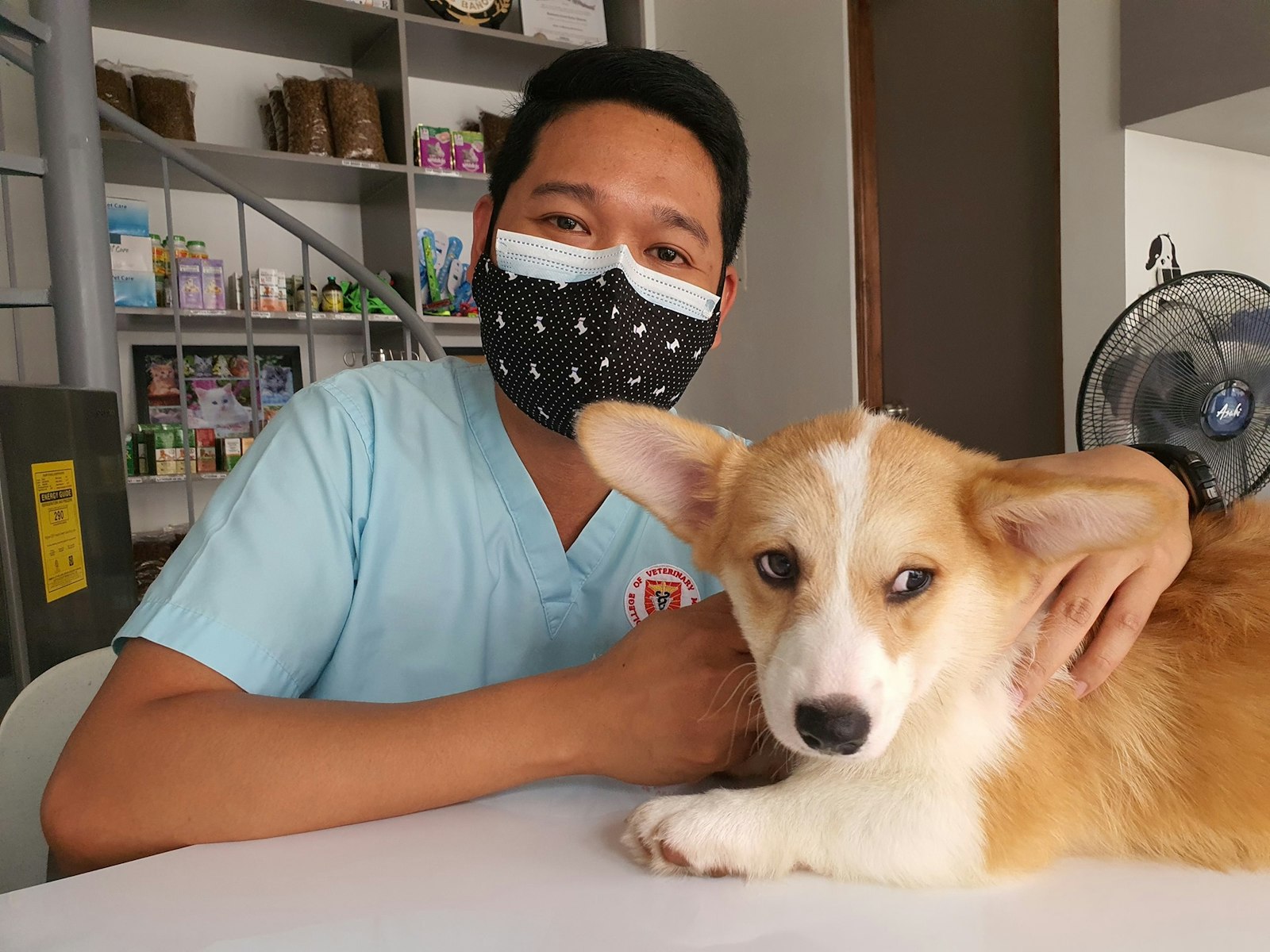 A vet in a mask with a corgi on the table