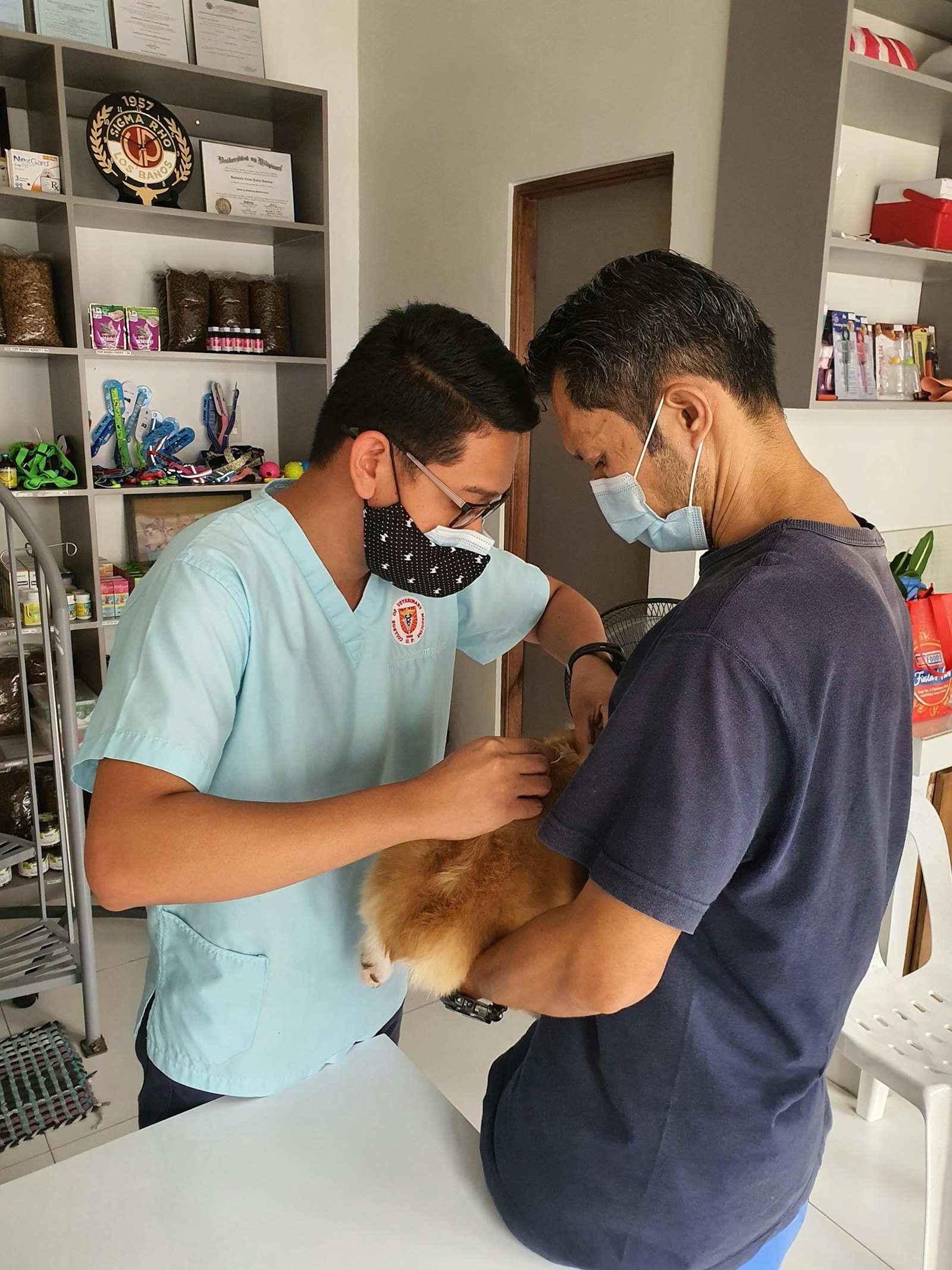 Two vets in scrubs examining a dog