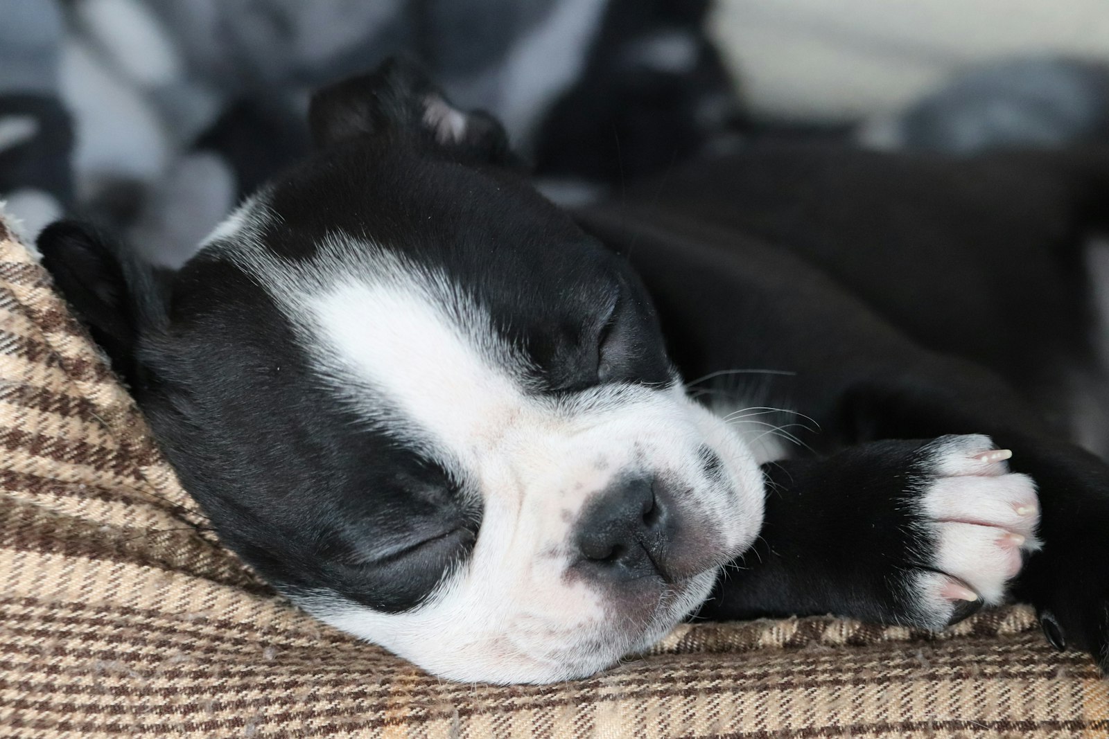A black and white dog asleep on a couch
