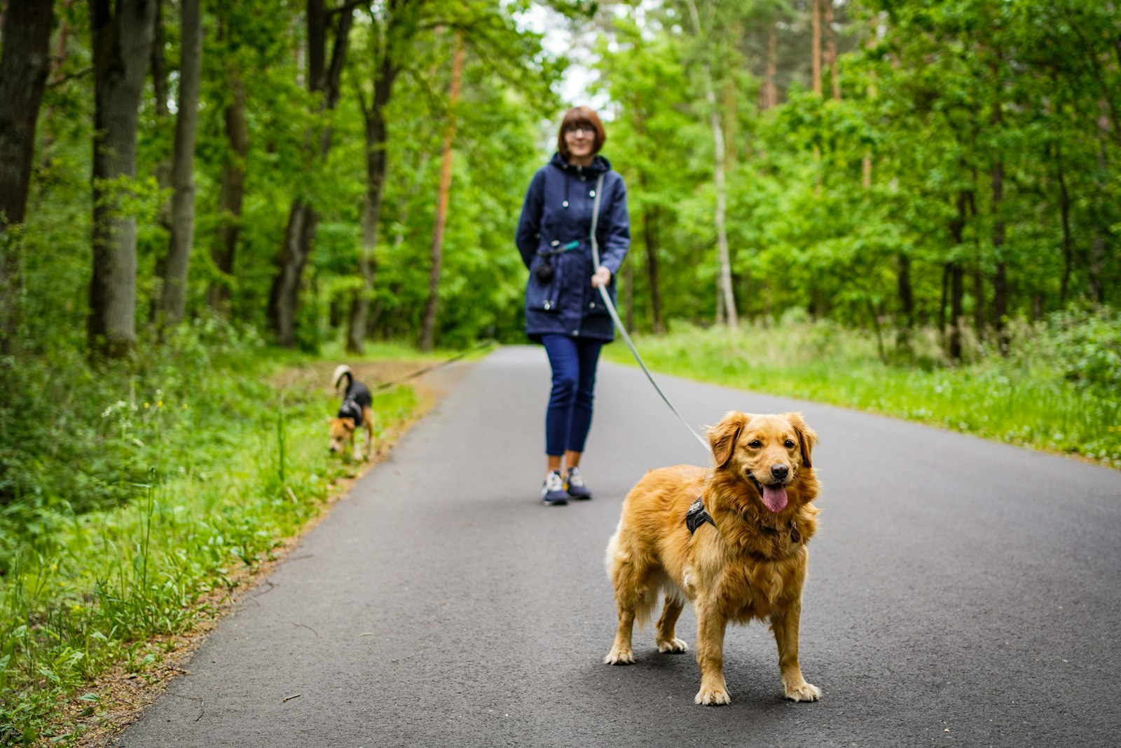 A volunteer walking a golden retriever down a tree-lined lane