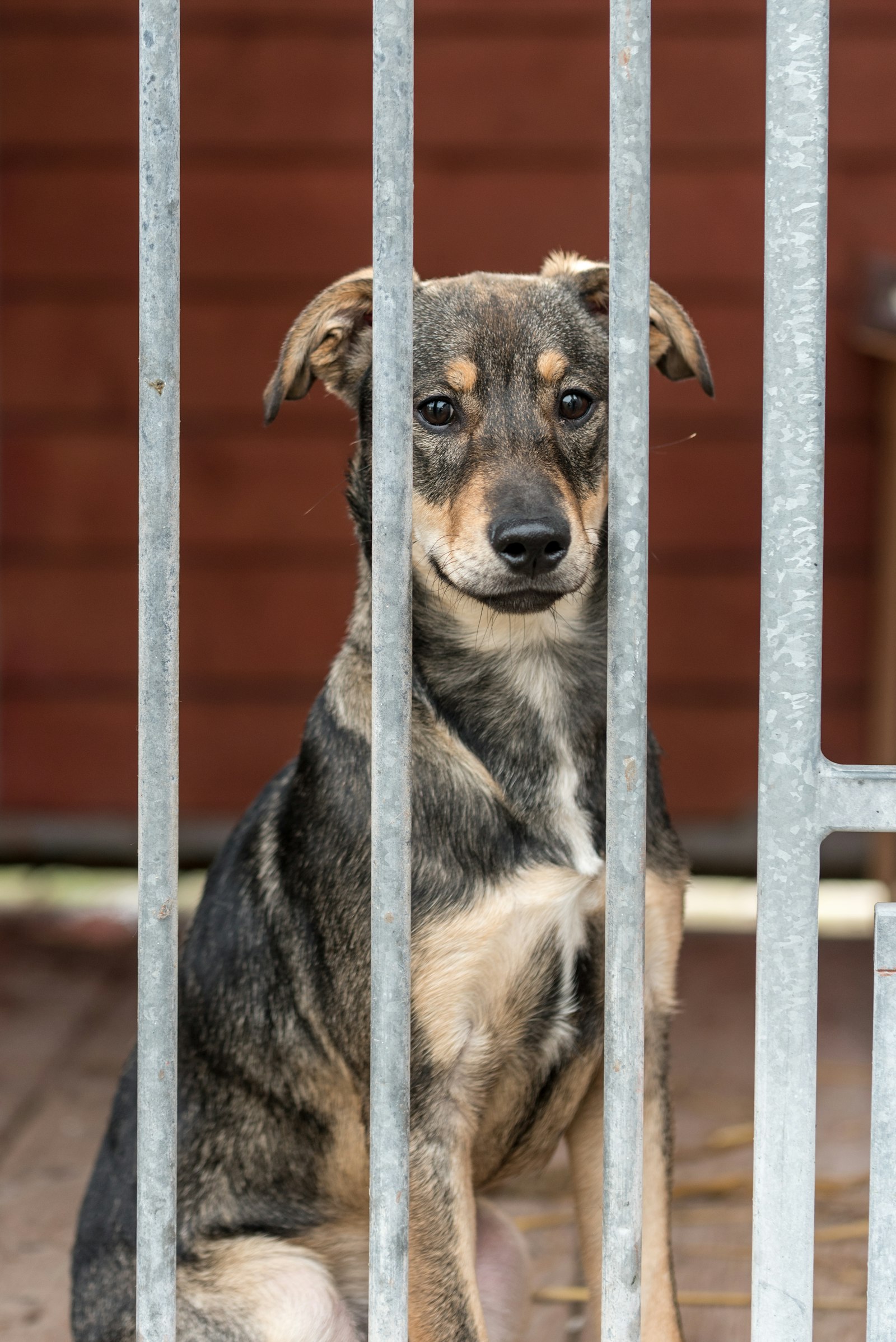 A small tan-and-grey dog sitting calmly behind kennel bars