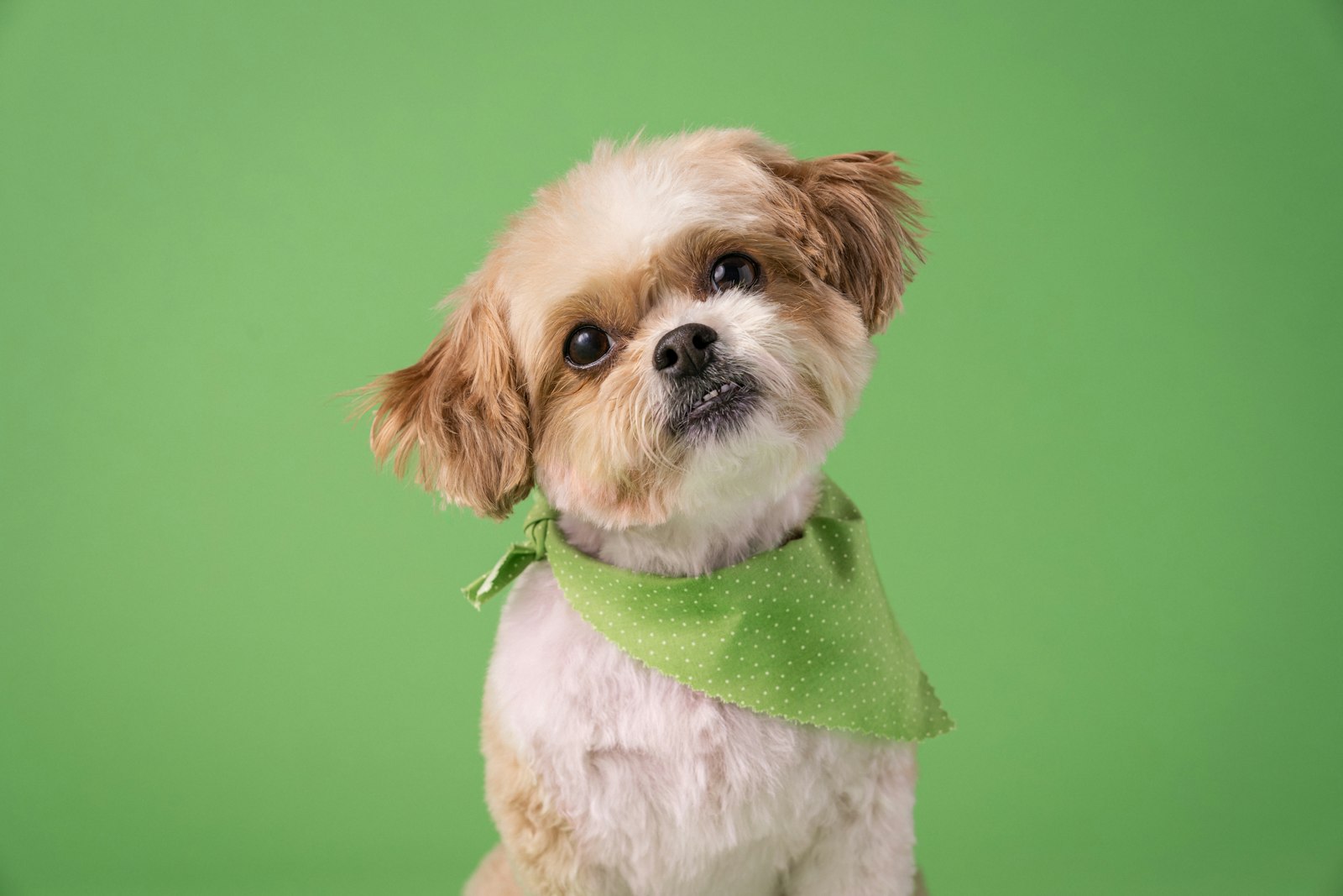 A small dog in a green bandana after the groom