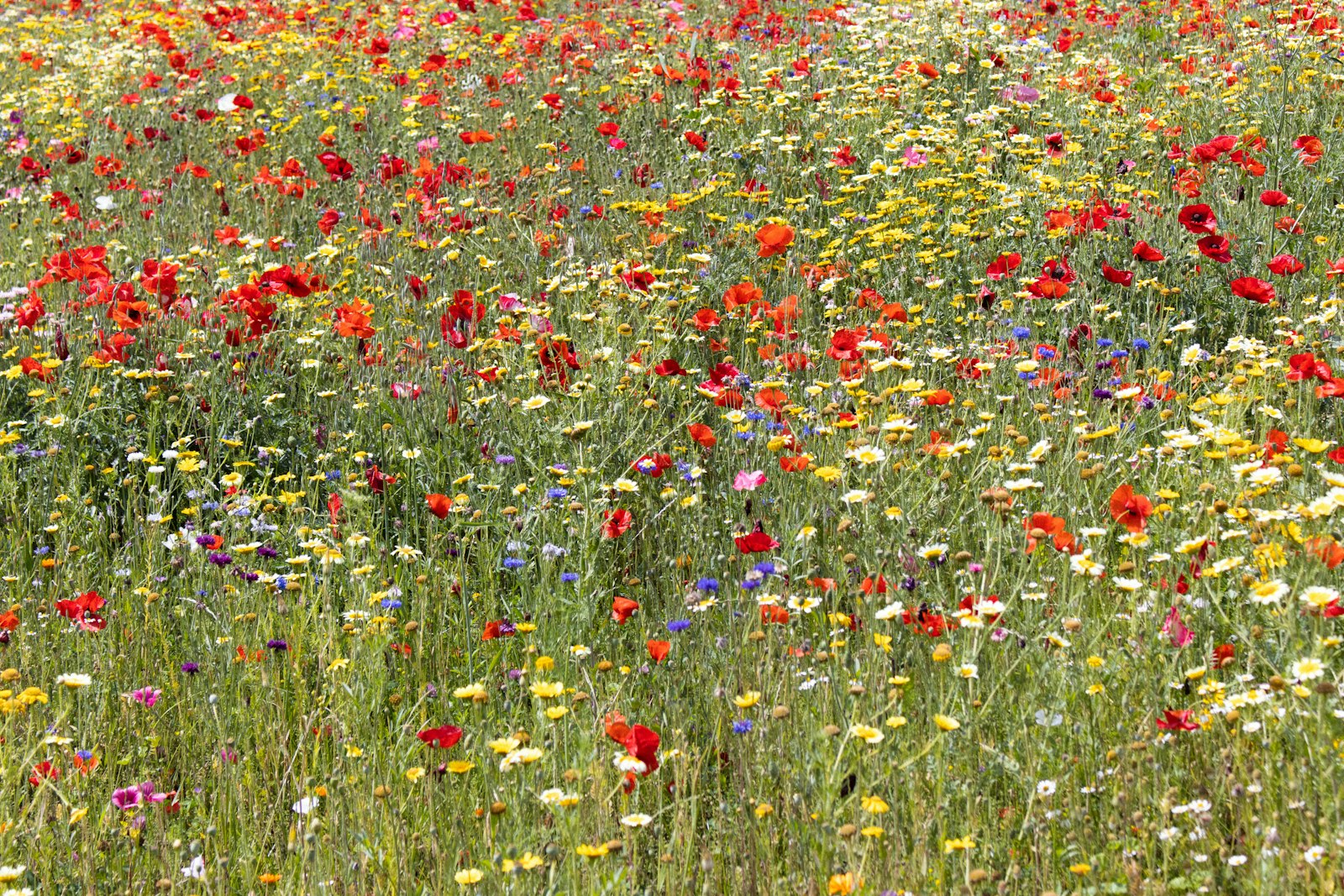 A poppy and cornflower meadow