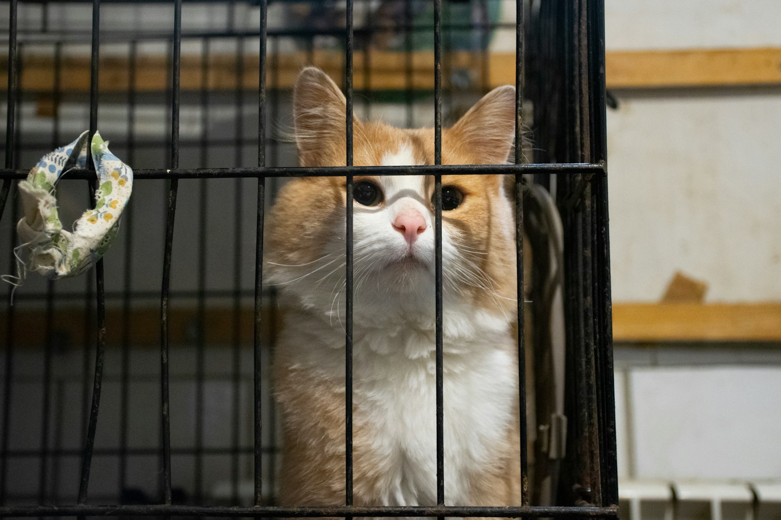 A ginger-and-white cat looking up through the front of a pen
