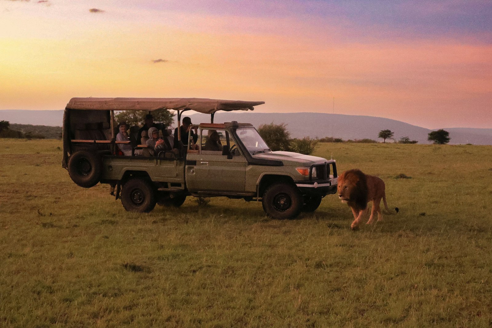 A safari vehicle beside a lion at sunset
