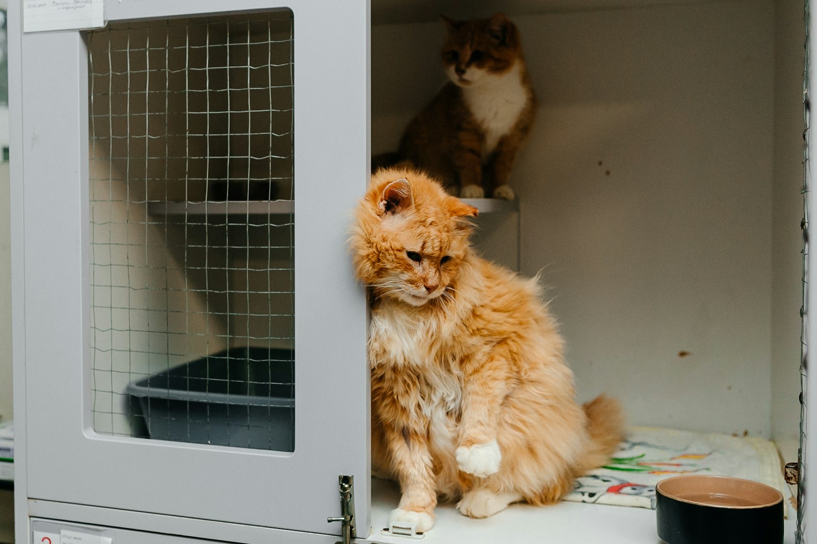 Two cats in a white cattery unit