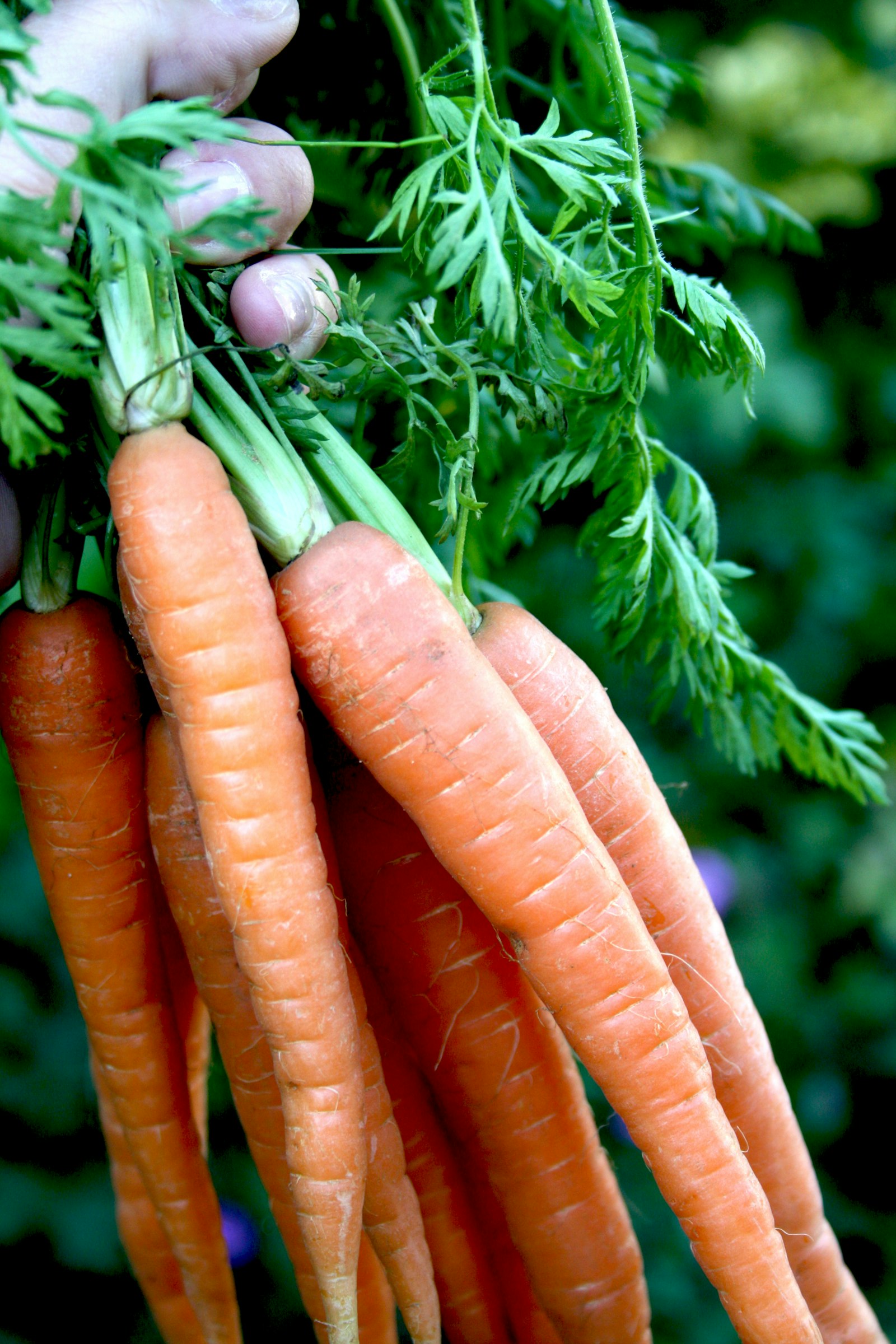A hand holding a bunch of carrots