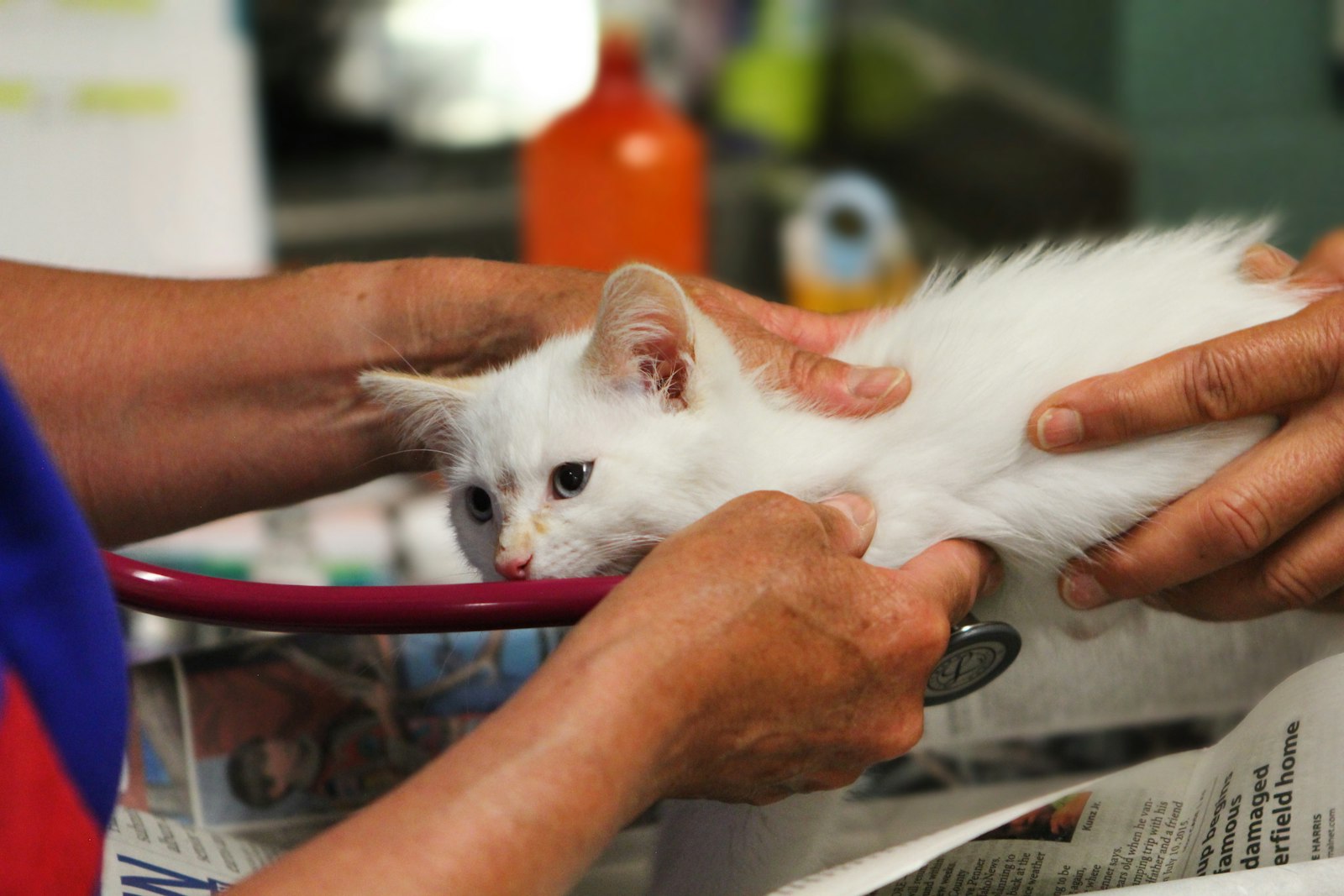 A white kitten examined with a stethoscope