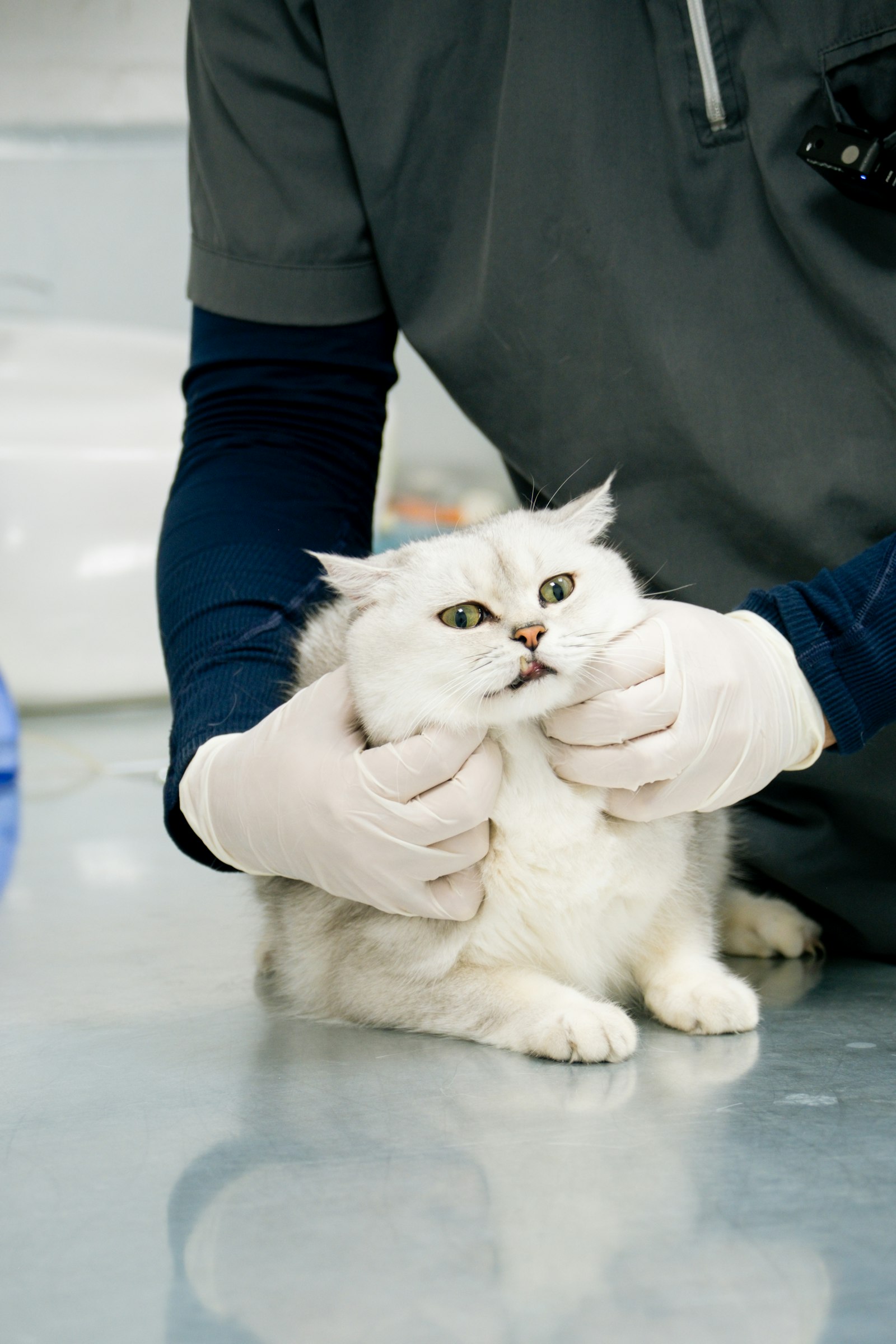 A white cat held by a vet in gloves