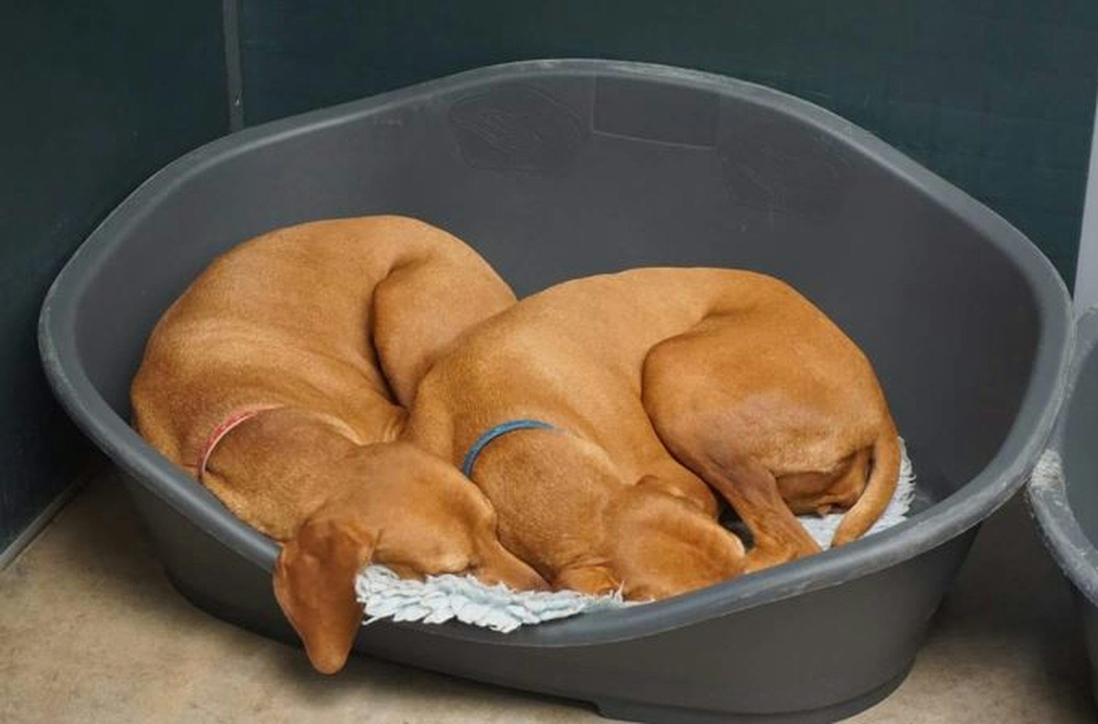 Two brown dogs asleep together in a bed
