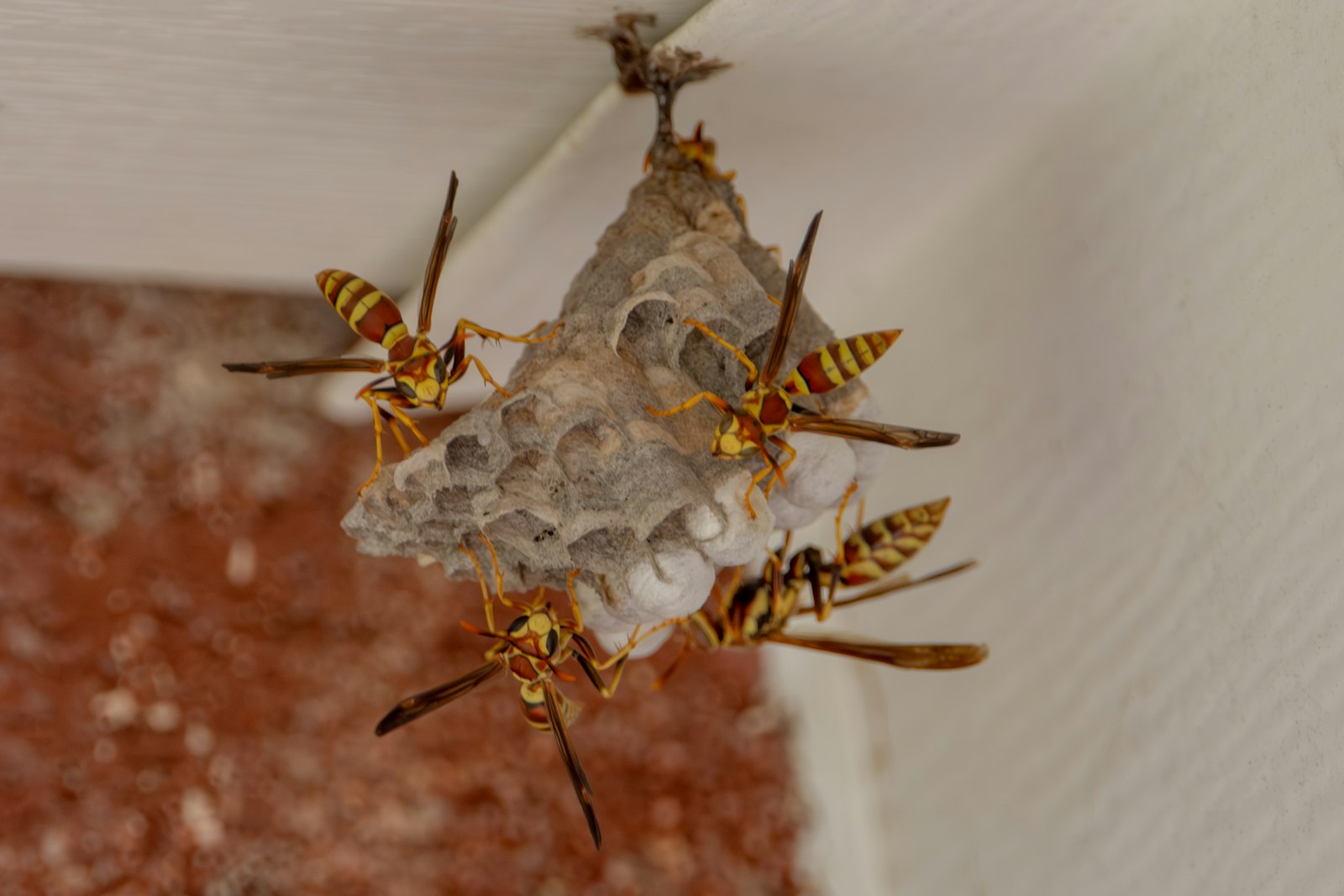 Wasps on a paper nest under a white roof overhang