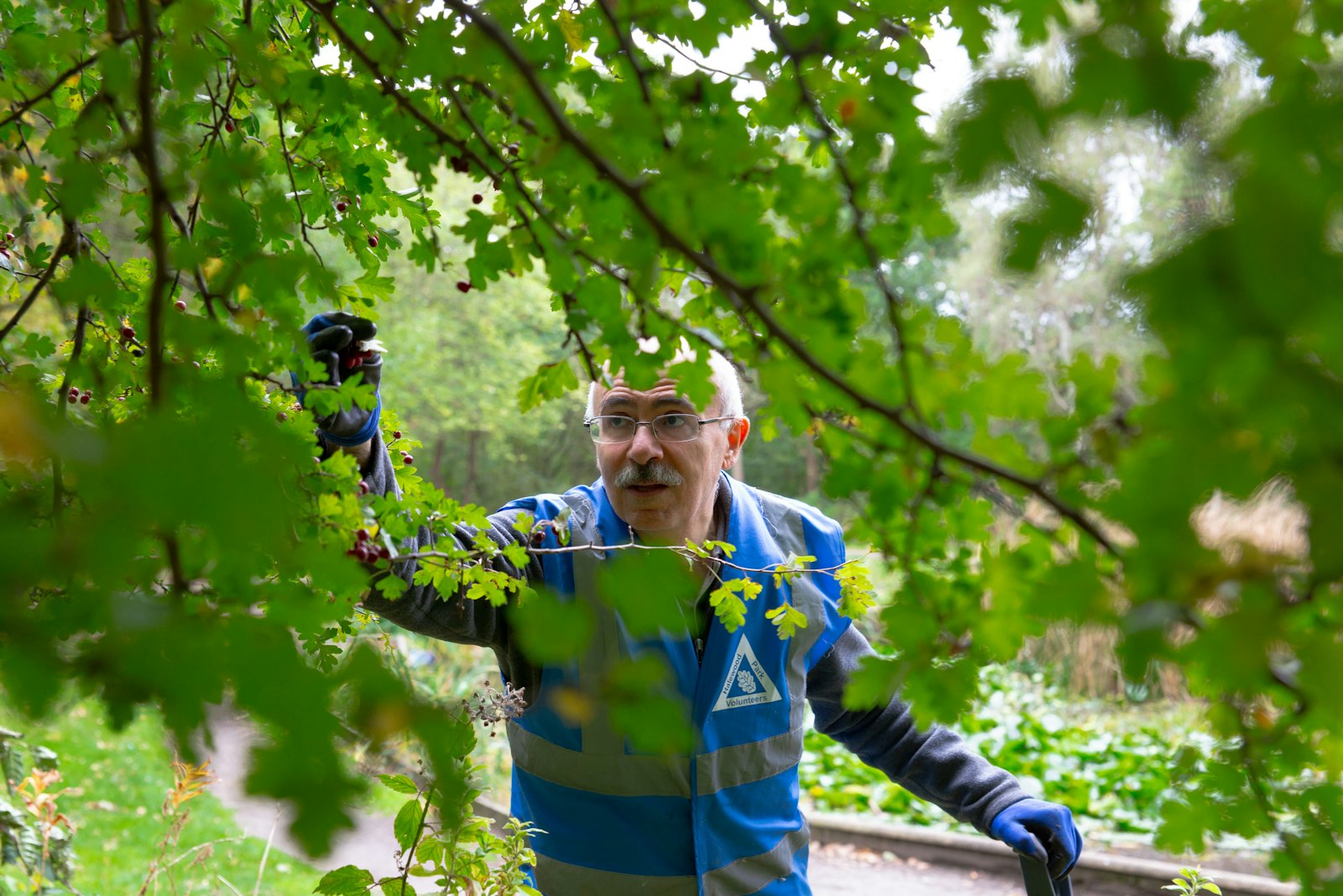 A volunteer in hi-vis checking hedgerow branches