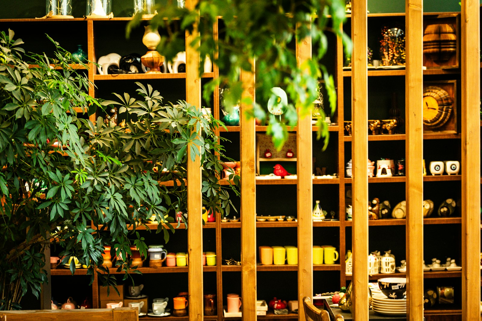 Warm wooden shelving of ceramics and jars behind plants
