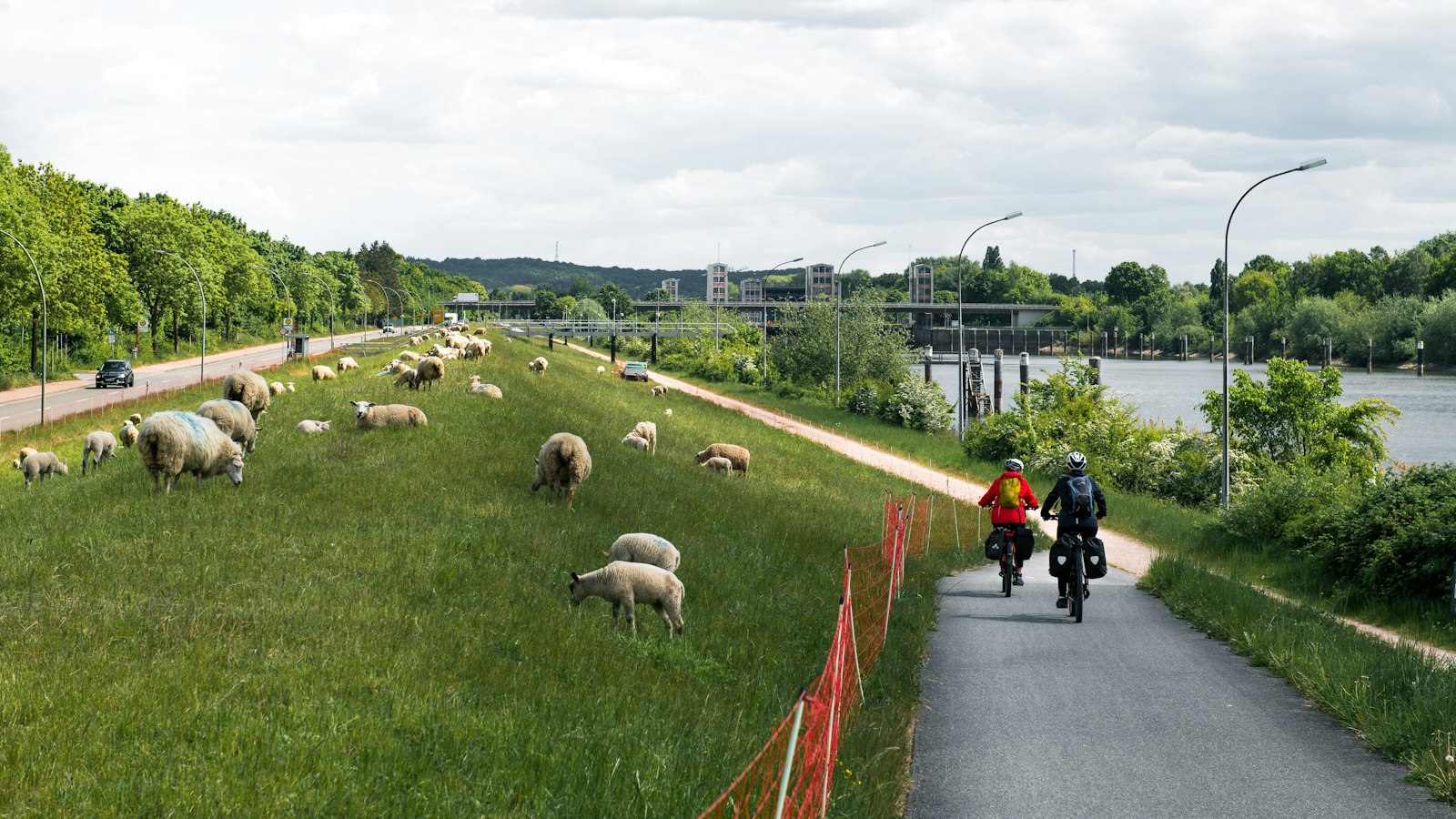Two cyclists on a riverside path past grazing sheep