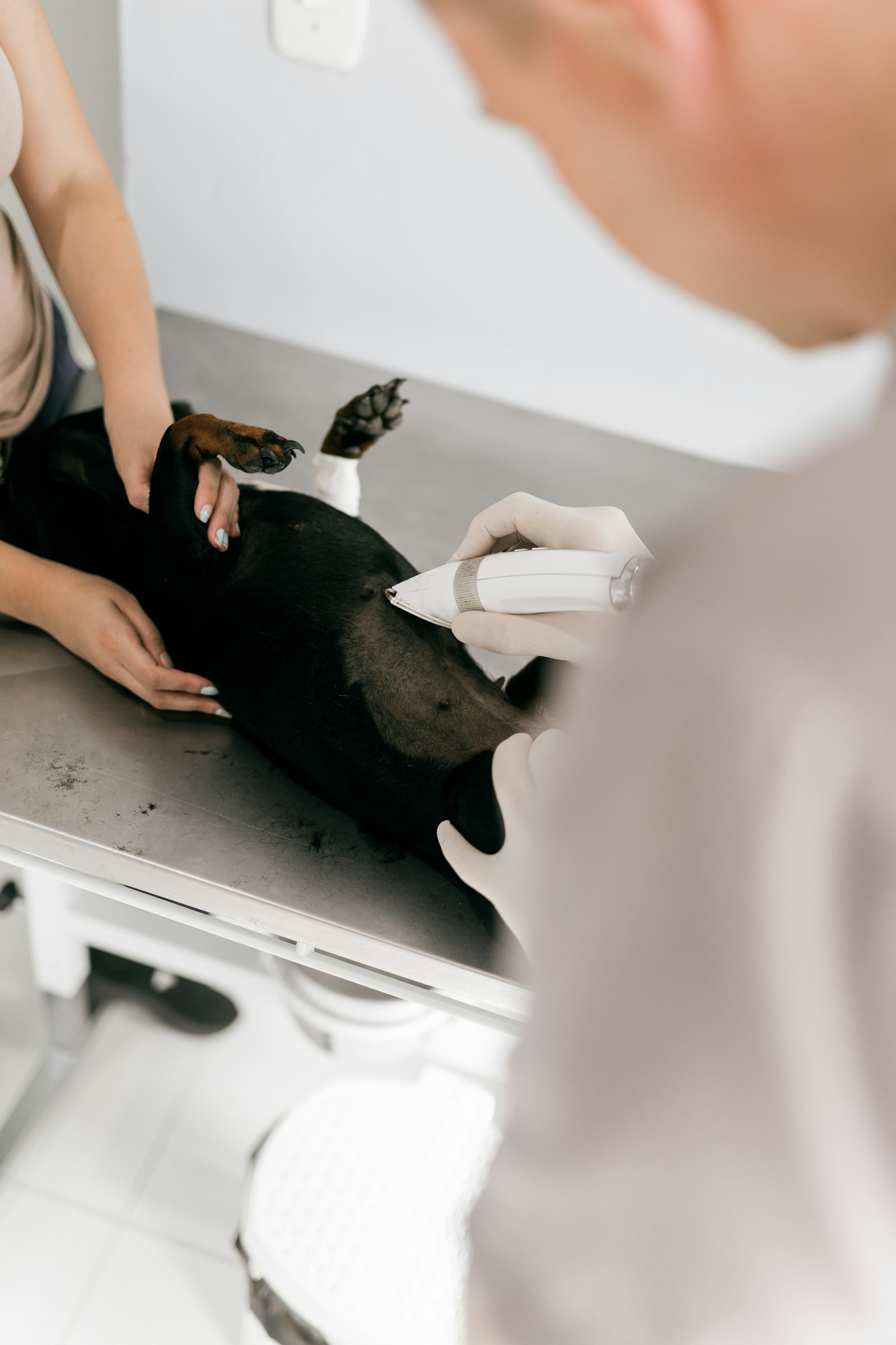 A vet examining a dog on the table