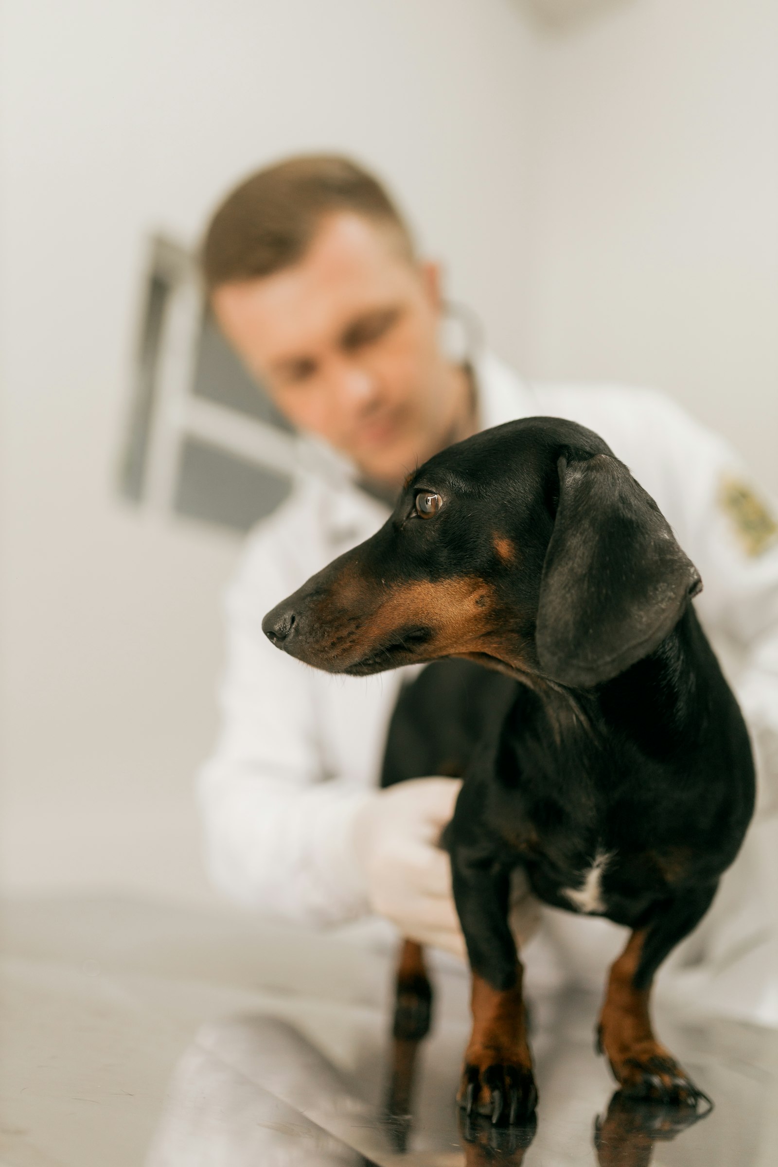 A vet examining a black and tan dachshund on the table