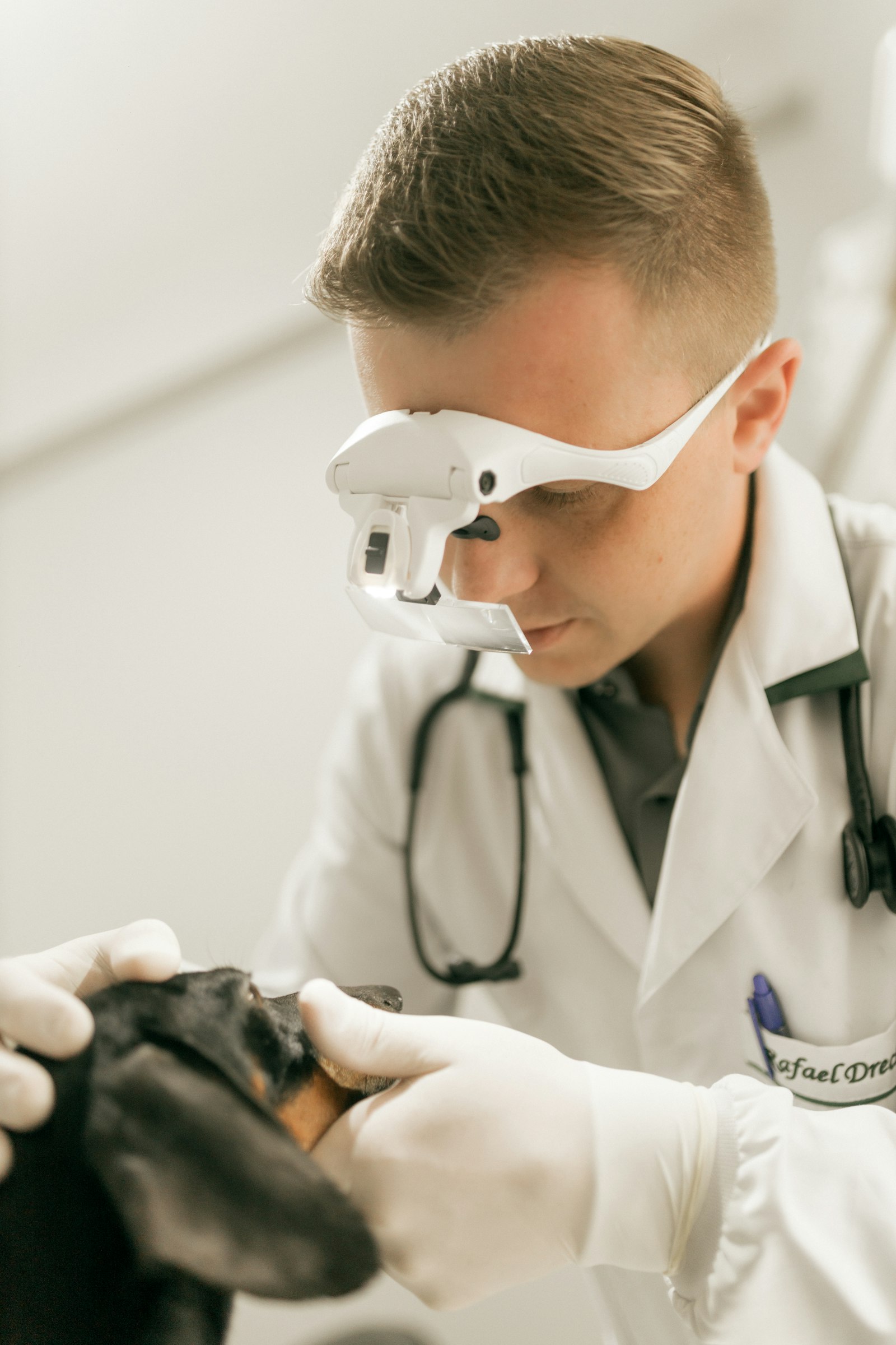 A vet checking a dachshund's teeth