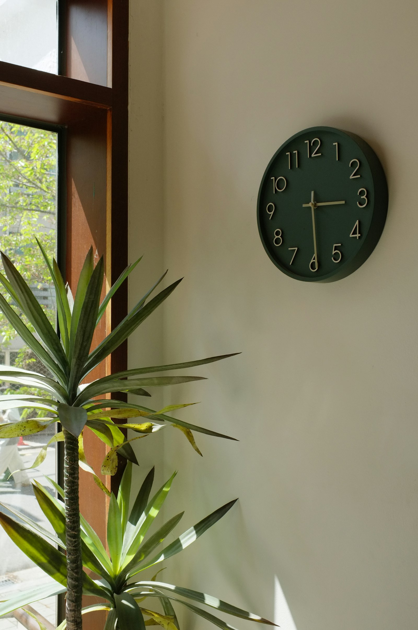 A dark green wall clock on a white wall beside the leaves of a tall plant