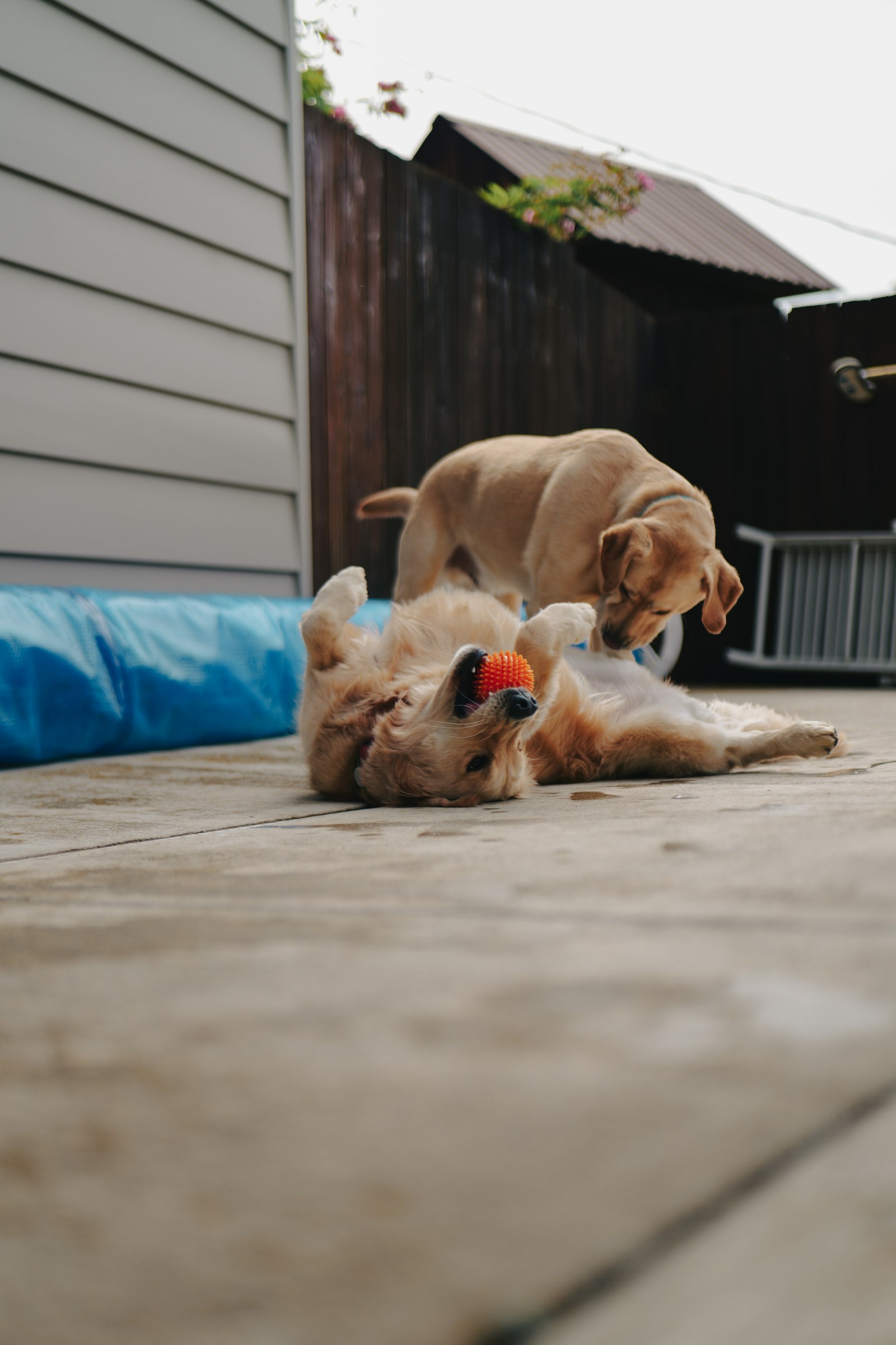 Two golden dogs playing with an orange ball on a patio
