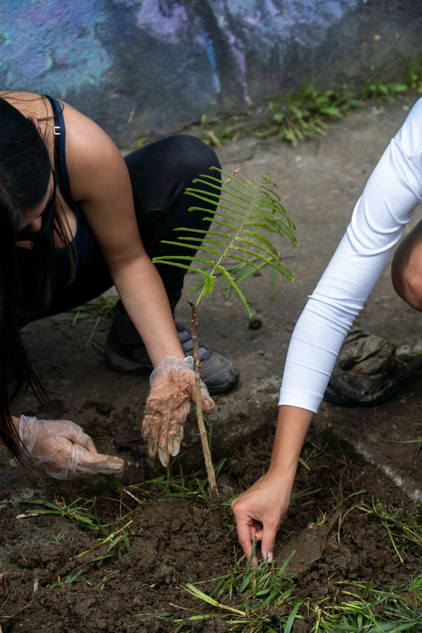 Two pairs of hands firming soil round a new sapling