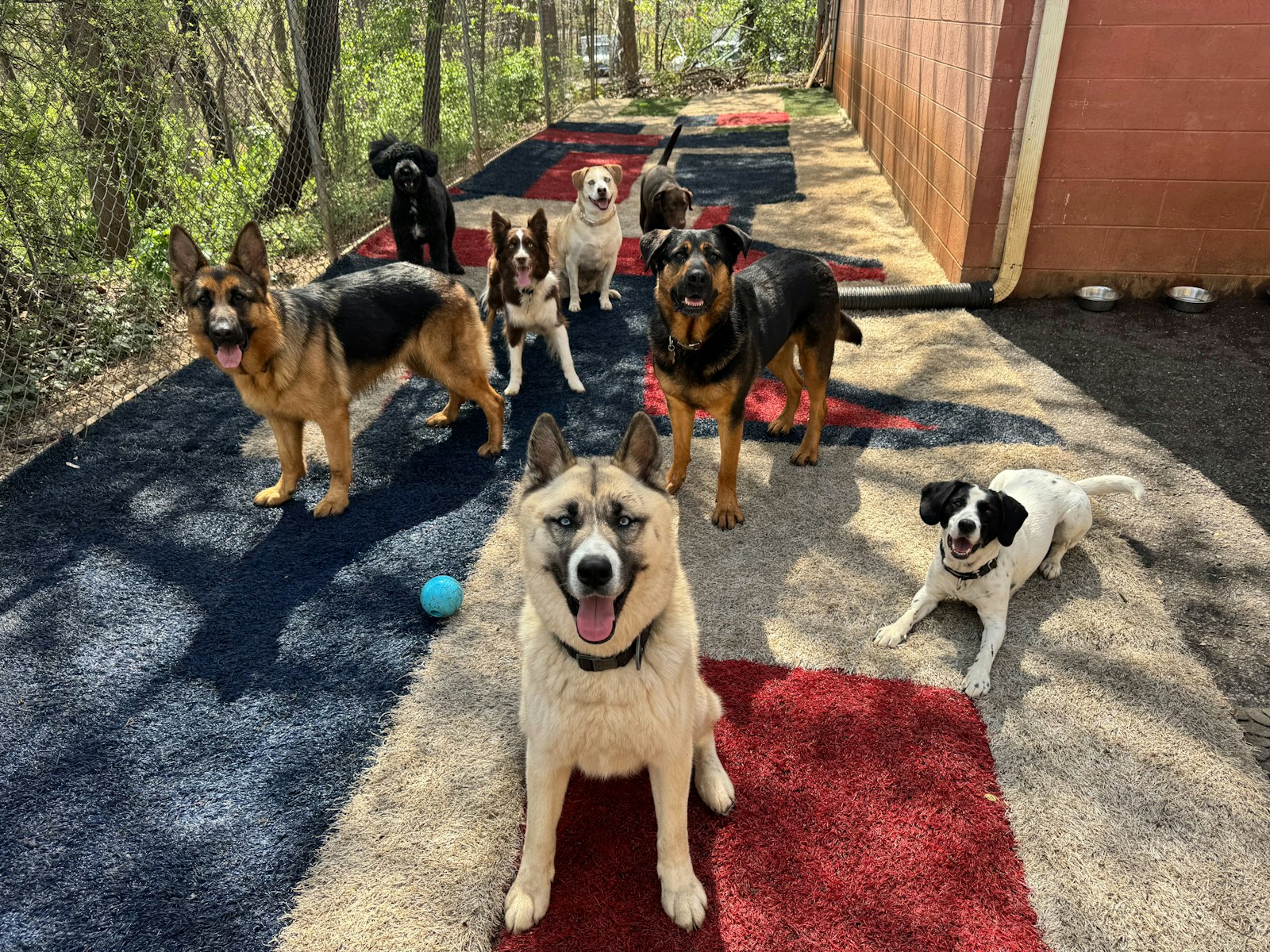 A group of dogs on a play surface in a fenced yard